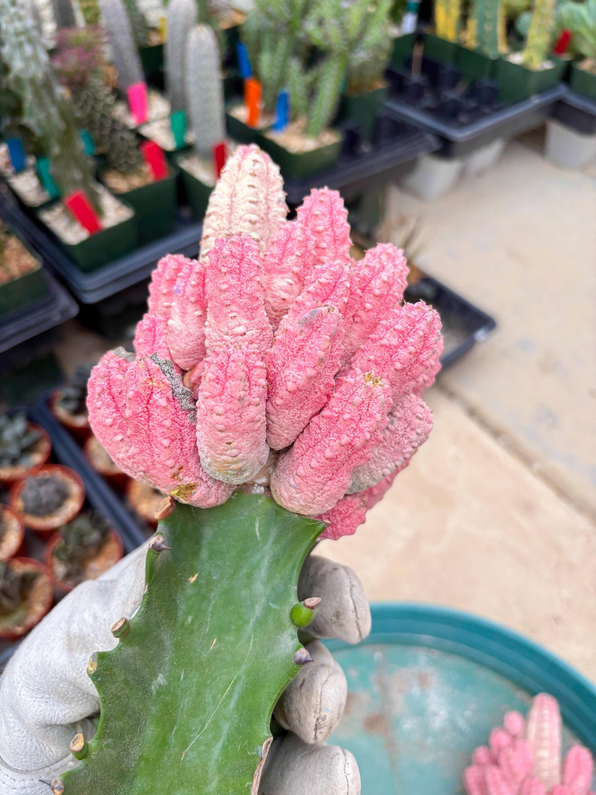 Euphorb Abdelkuri variegated Pink (Blue) | ONLY For Advanced Grower