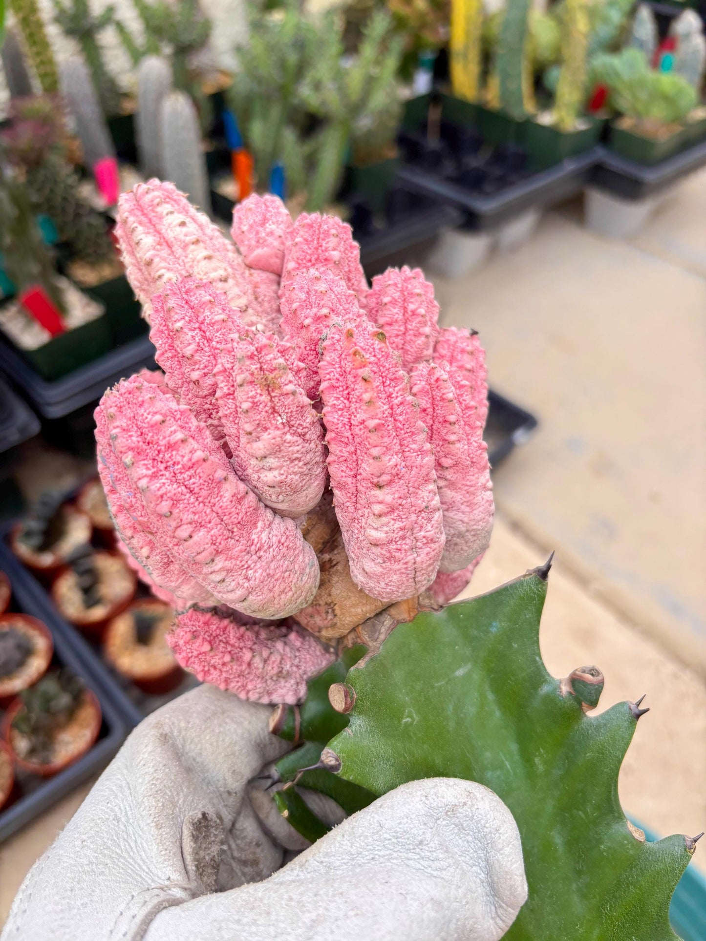 Euphorb Abdelkuri variegated Pink (Yellow) | ONLY For Advanced Grower
