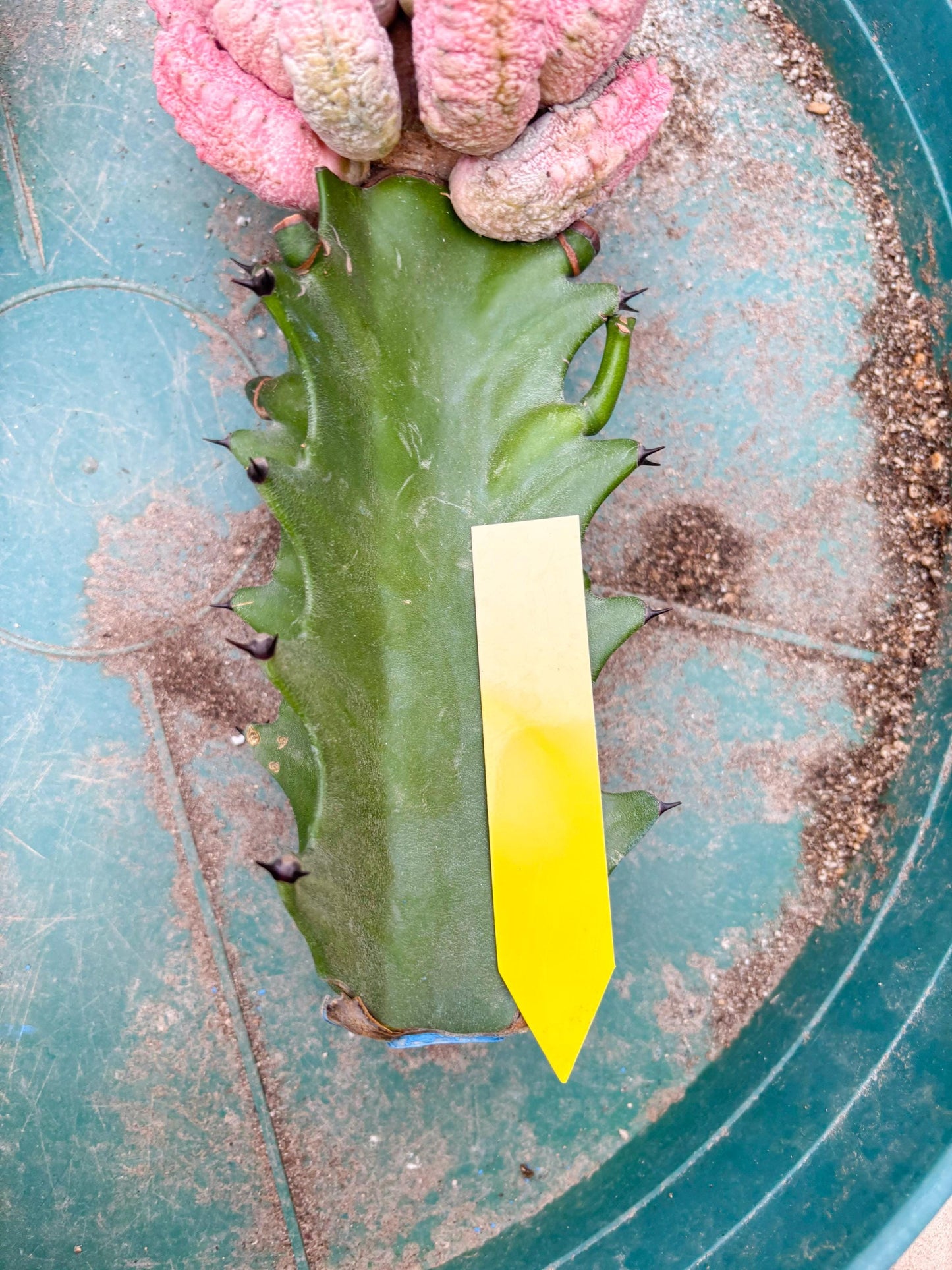 Euphorb Abdelkuri variegated Pink (Yellow) | ONLY For Advanced Grower