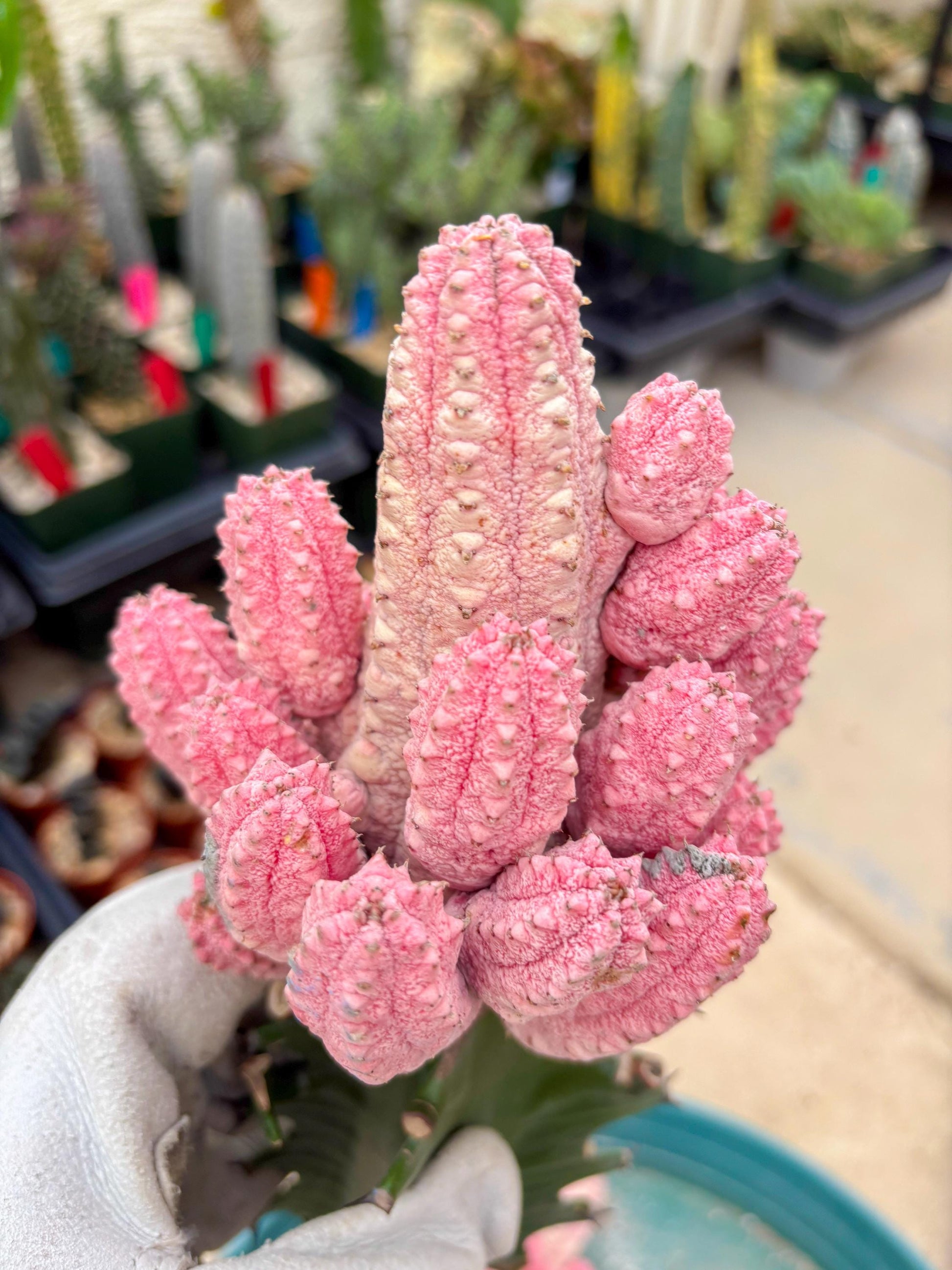 Euphorb Abdelkuri variegated Pink (Yellow) | ONLY For Advanced Grower