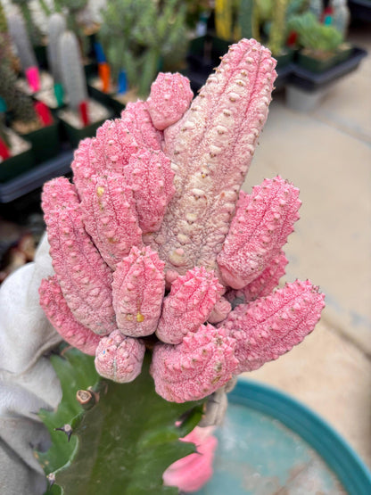Euphorb Abdelkuri variegated Pink (Yellow) | ONLY For Advanced Grower