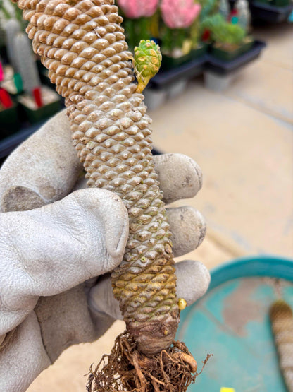 Euphorb Kaimagyoku or Hypogaea (Yellow) | Imported Plants