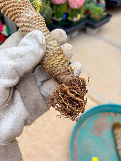 Euphorb Kaimagyoku or Hypogaea (Yellow) | Imported Plants