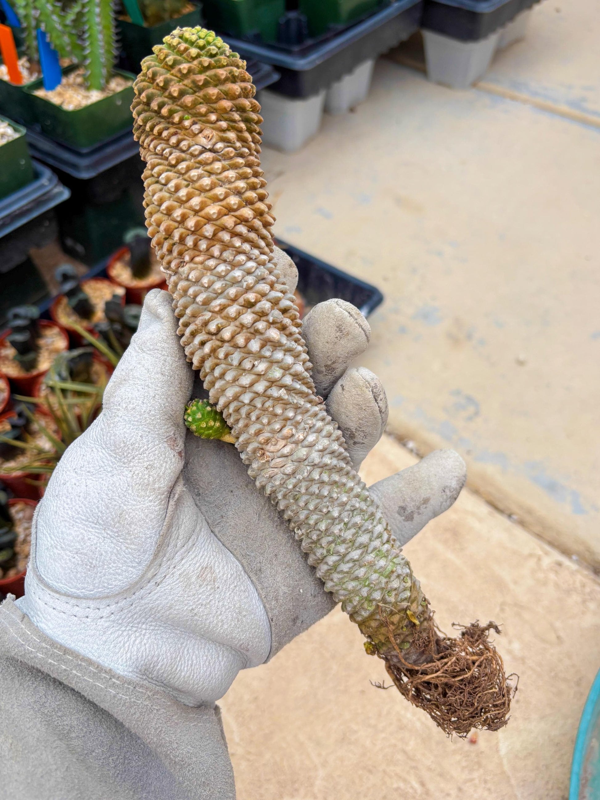 Euphorb Kaimagyoku or Hypogaea (Yellow) | Imported Plants