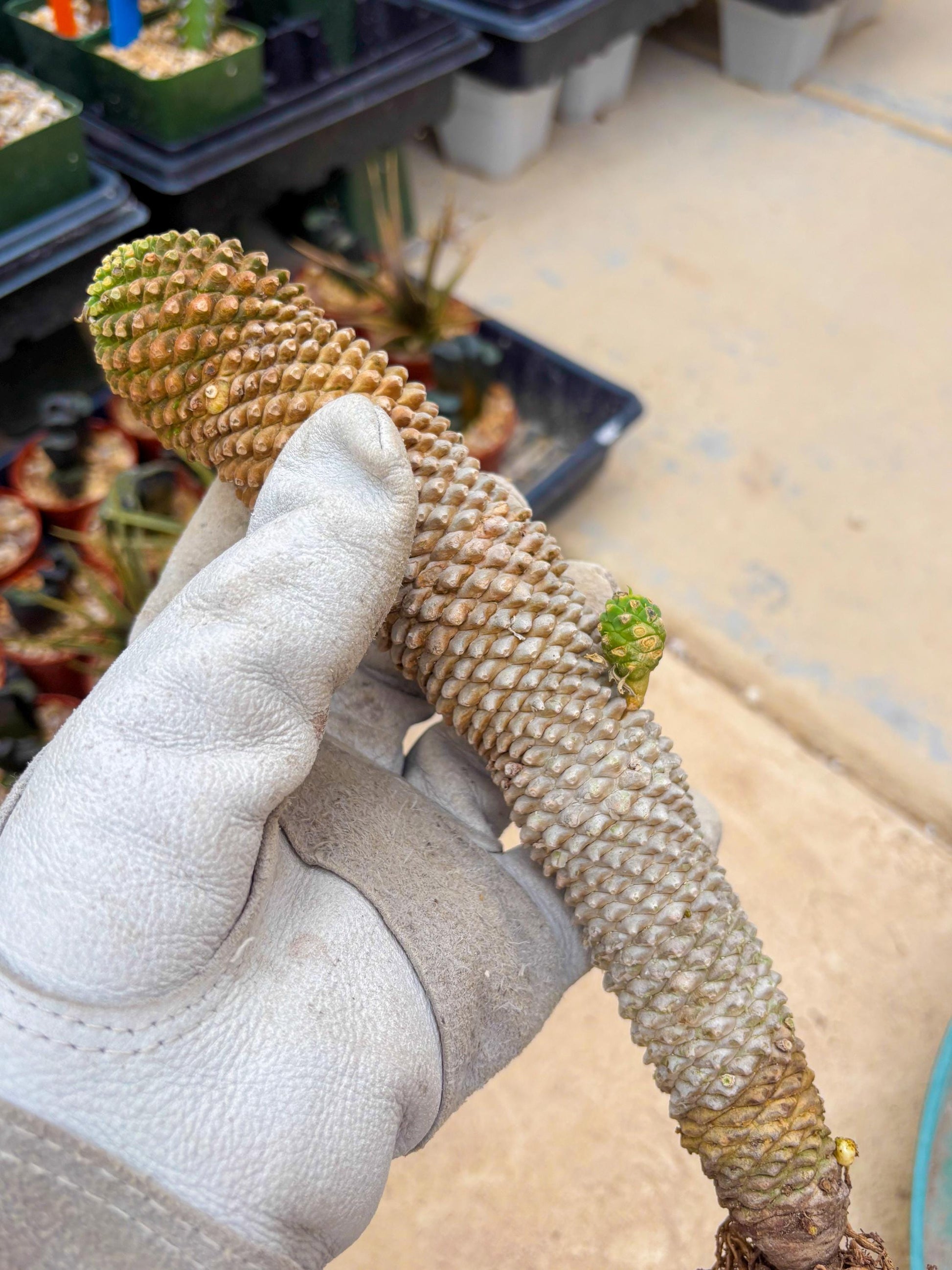 Euphorb Kaimagyoku or Hypogaea (Yellow) | Imported Plants