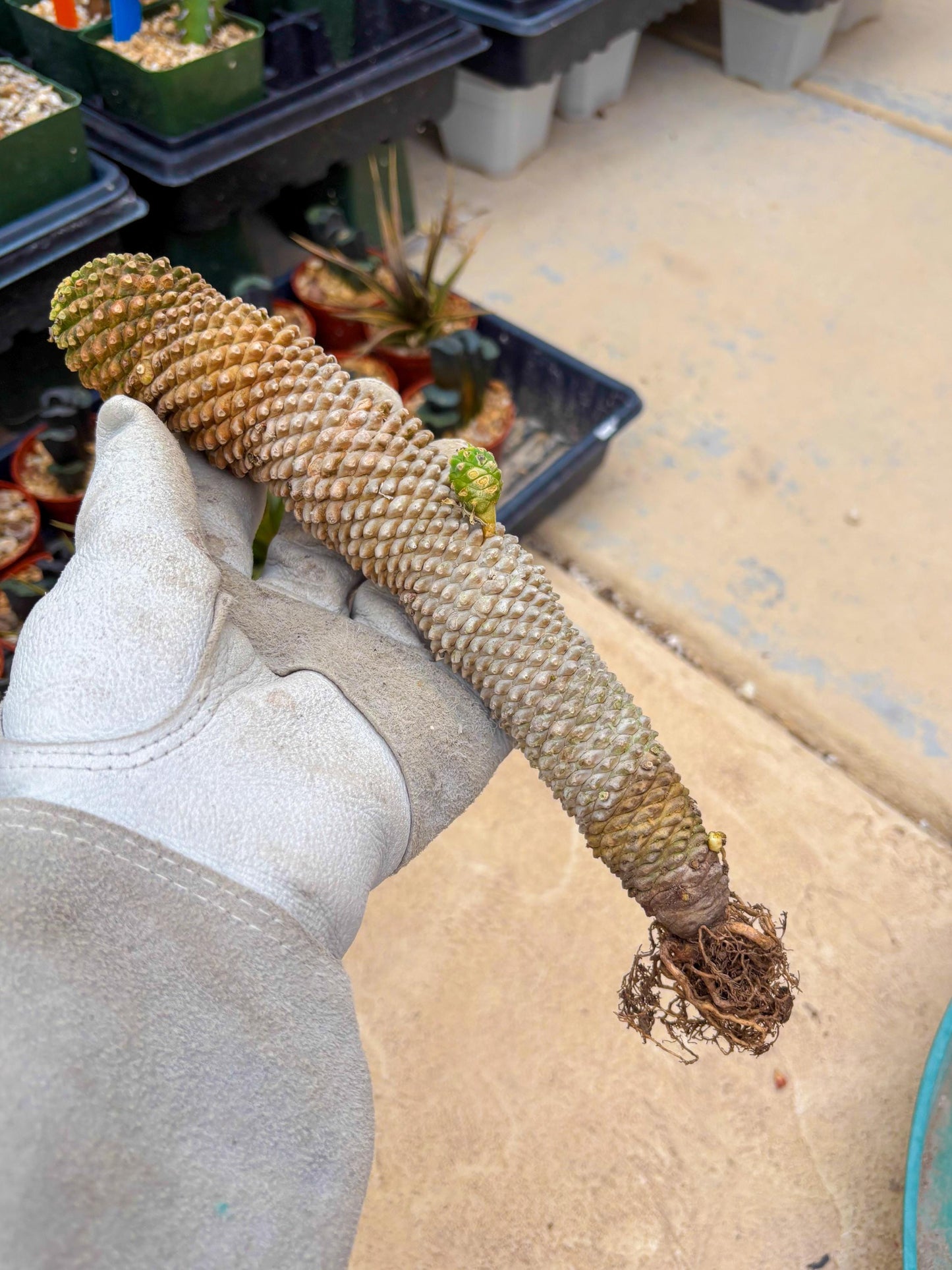 Euphorb Kaimagyoku or Hypogaea (Yellow) | Imported Plants