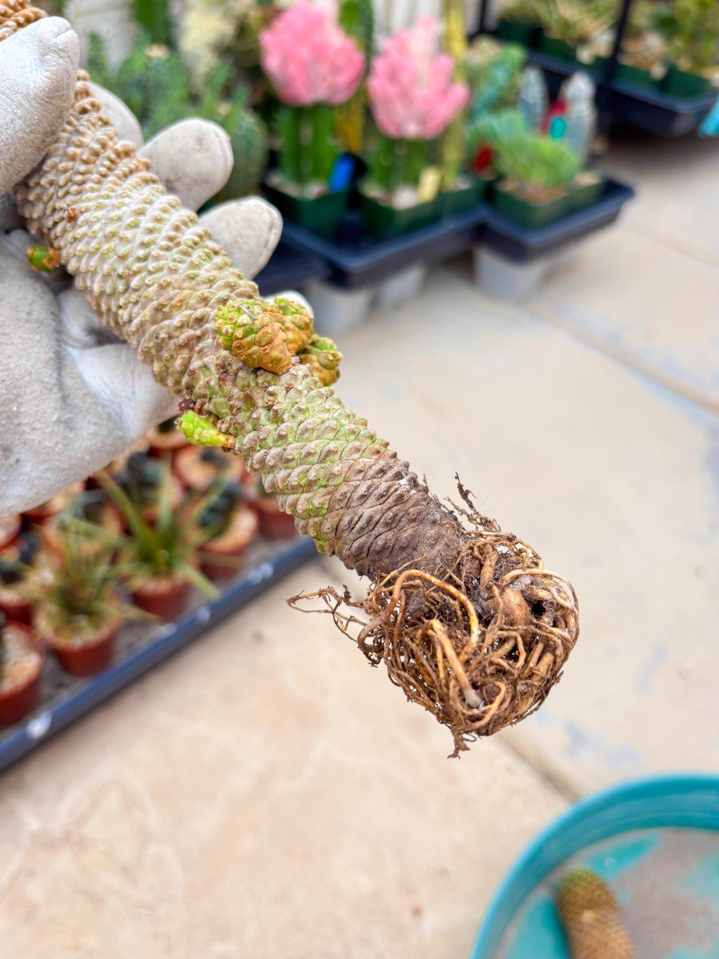 Euphorb Kaimagyoku or Hypogaea (Green) | Imported Plants