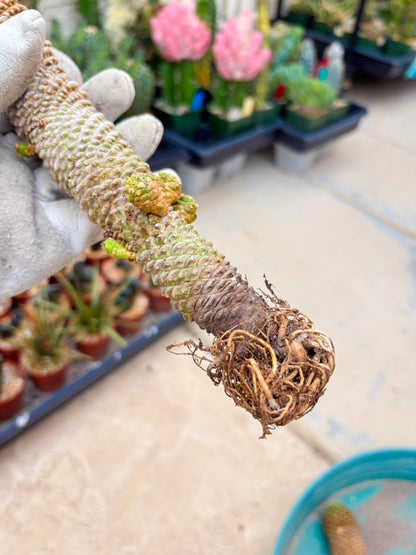 Euphorb Kaimagyoku or Hypogaea (Green) | Imported Plants