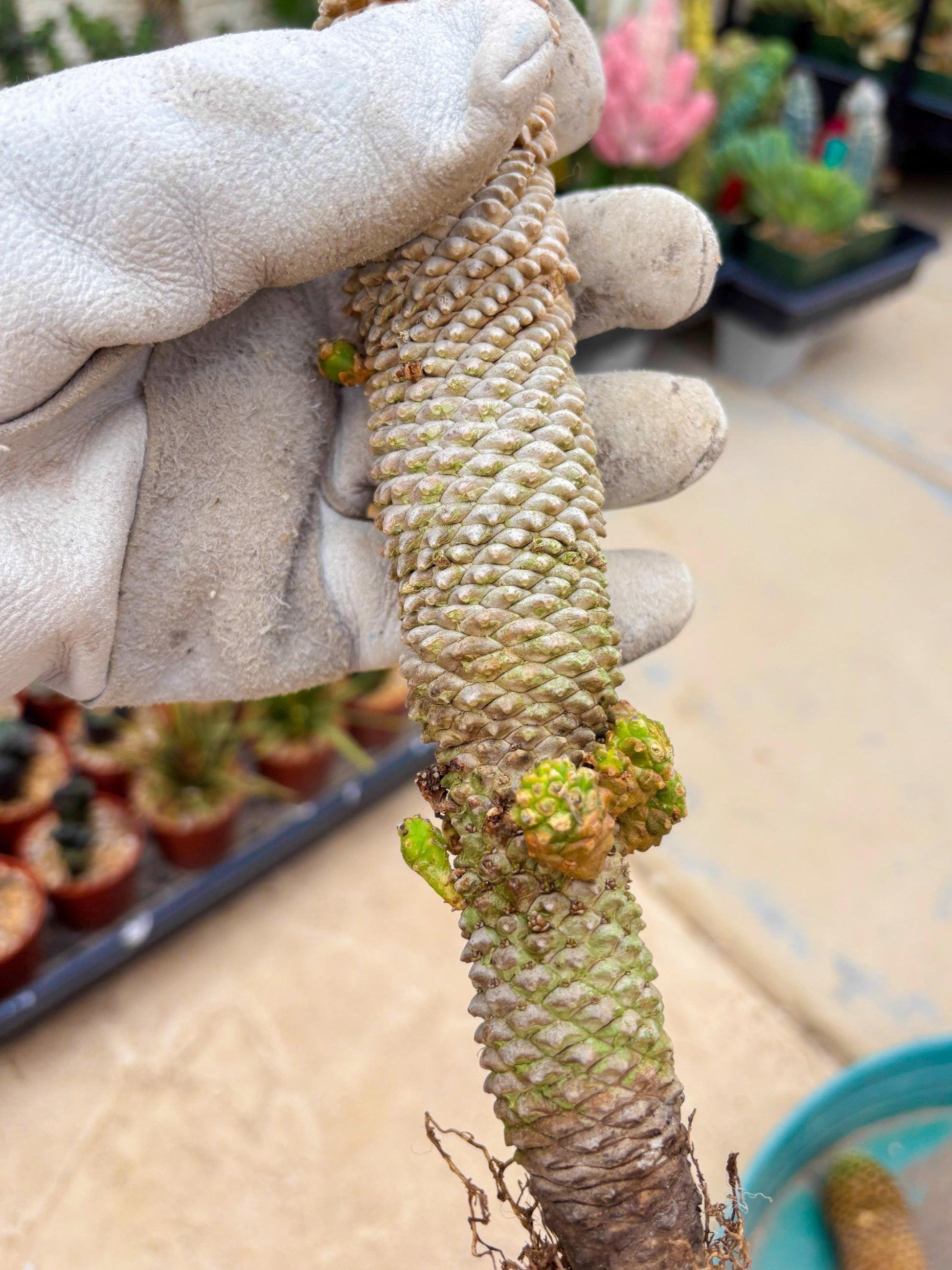 Euphorb Kaimagyoku or Hypogaea (Green) | Imported Plants