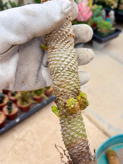 Euphorb Kaimagyoku or Hypogaea (Green) | Imported Plants