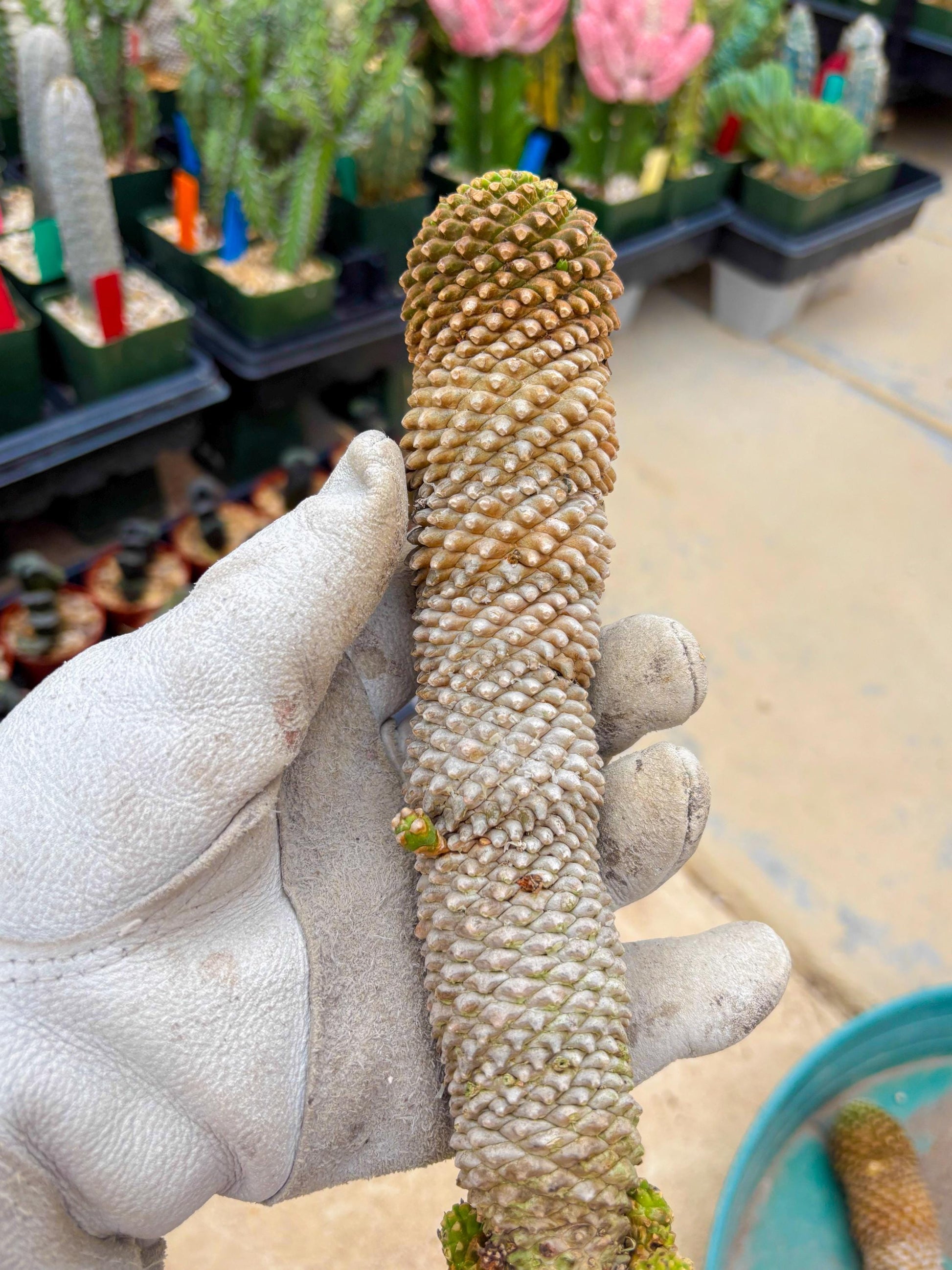 Euphorb Kaimagyoku or Hypogaea (Green) | Imported Plants