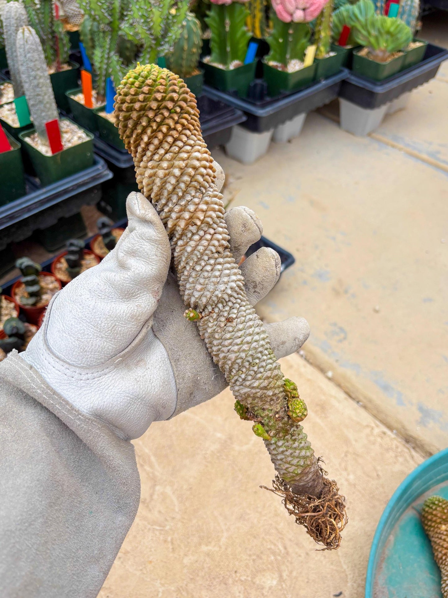 Euphorb Kaimagyoku or Hypogaea (Green) | Imported Plants