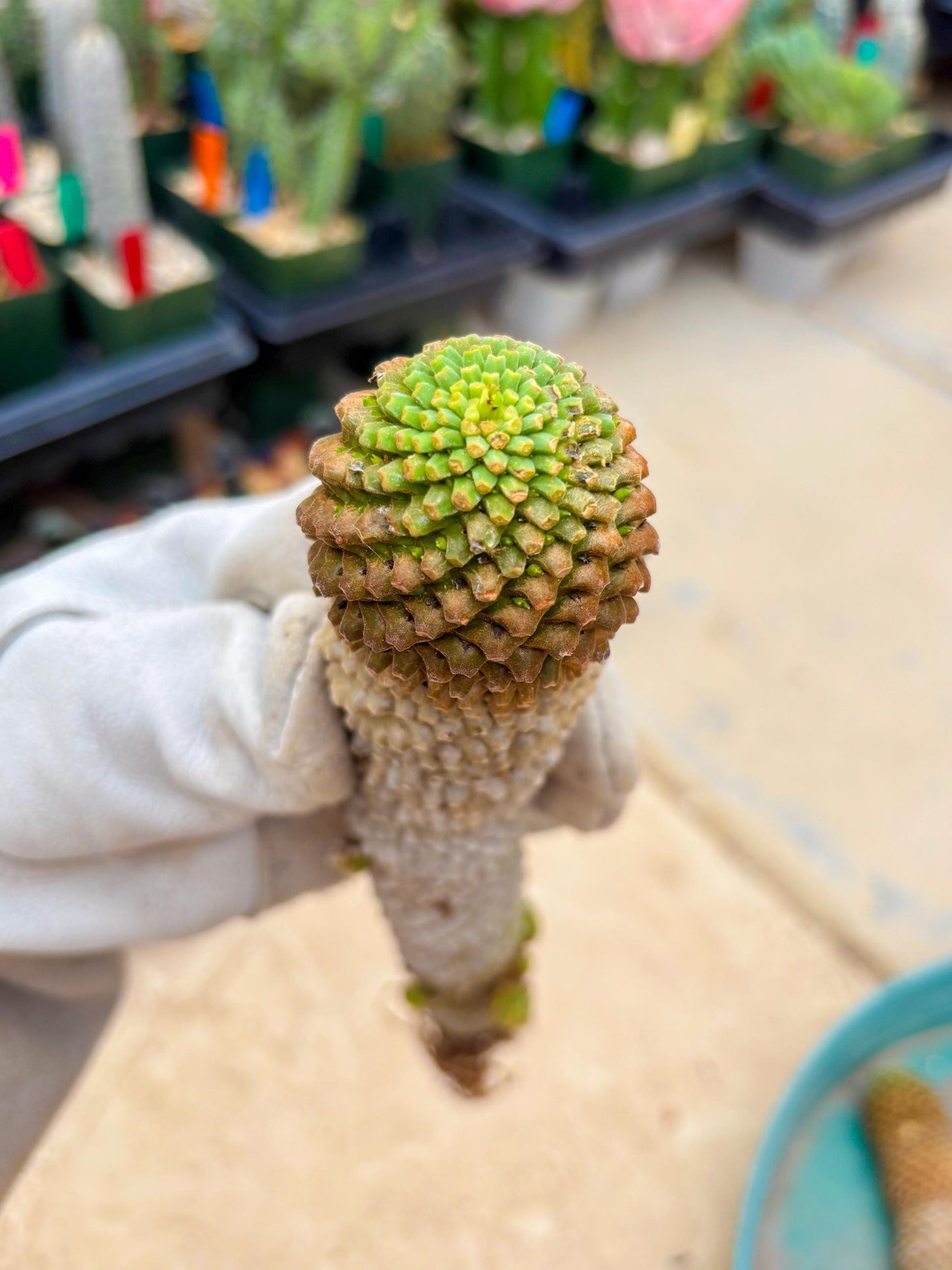 Euphorb Kaimagyoku or Hypogaea (Green) | Imported Plants