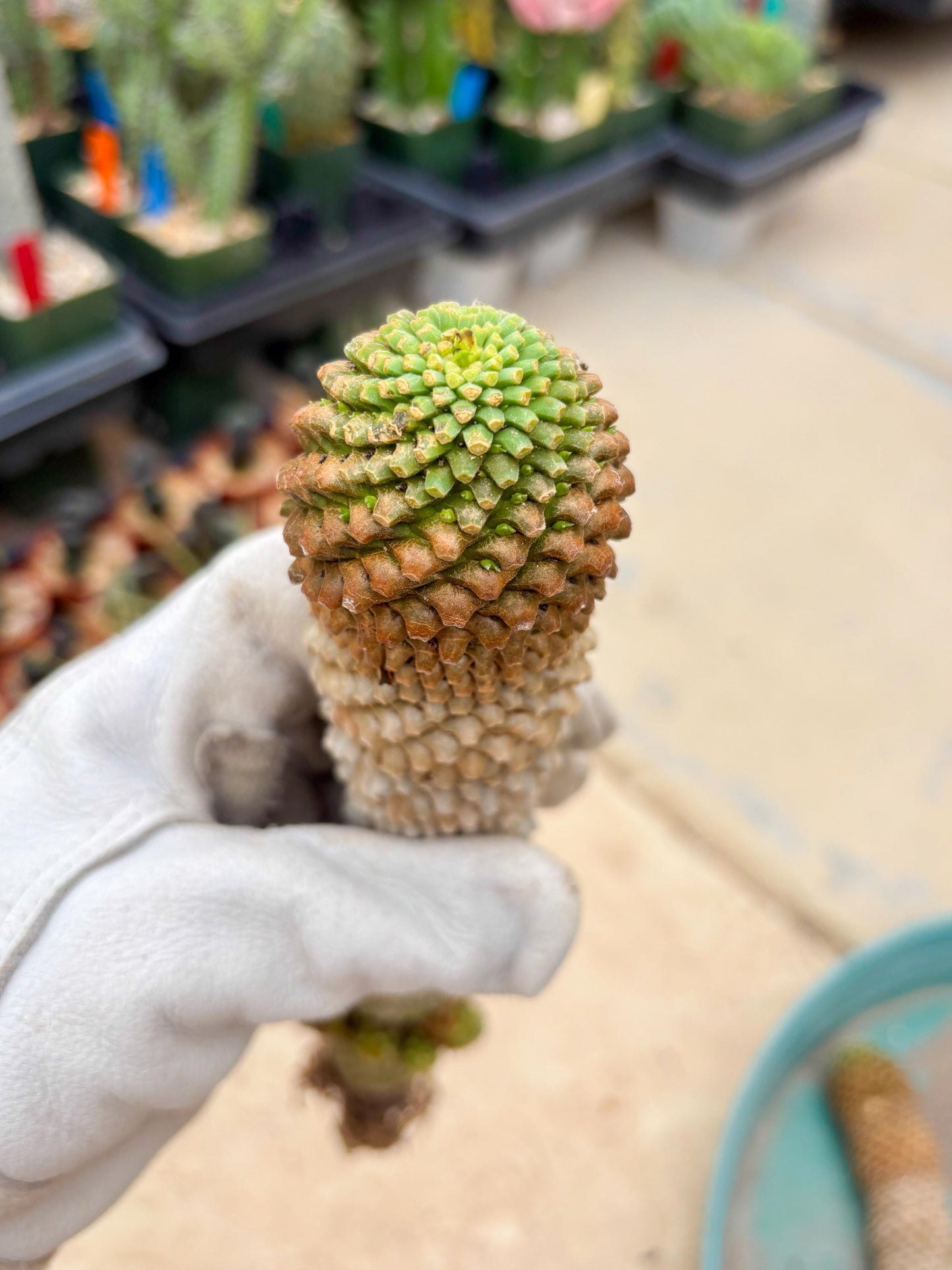 Euphorb Kaimagyoku or Hypogaea (Green) | Imported Plants