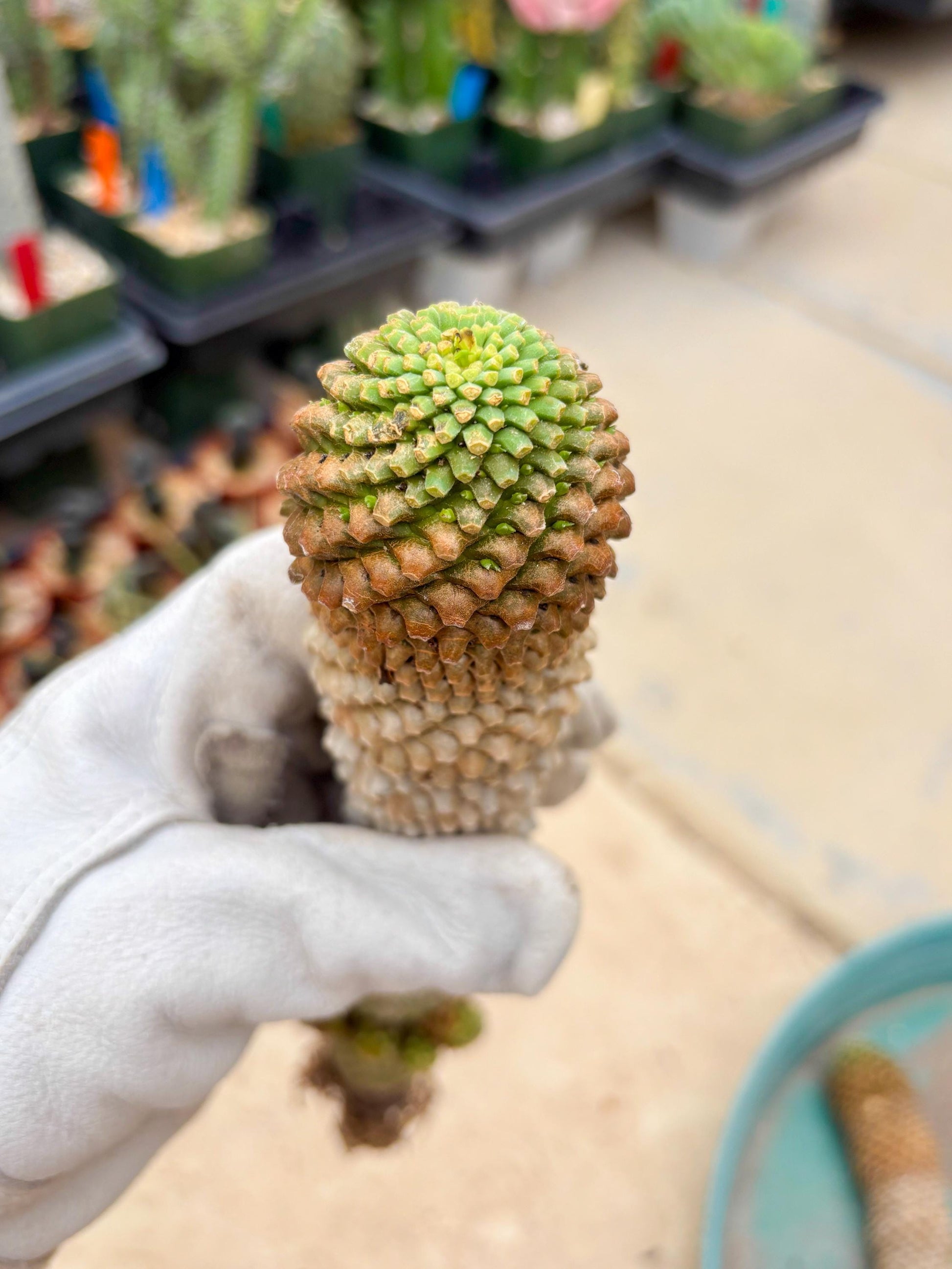 Euphorb Kaimagyoku or Hypogaea (Green) | Imported Plants