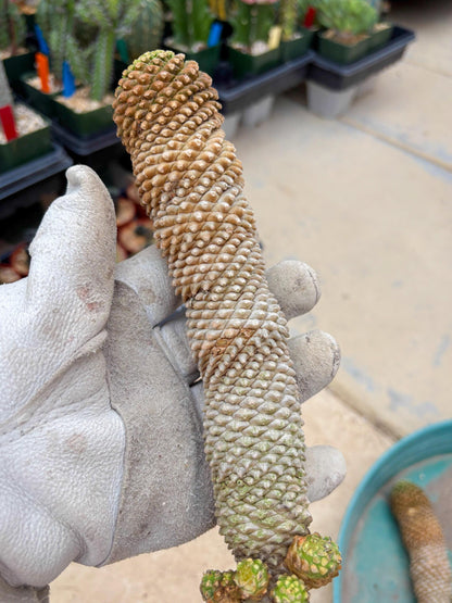 Euphorb Kaimagyoku or Hypogaea (Green) | Imported Plants