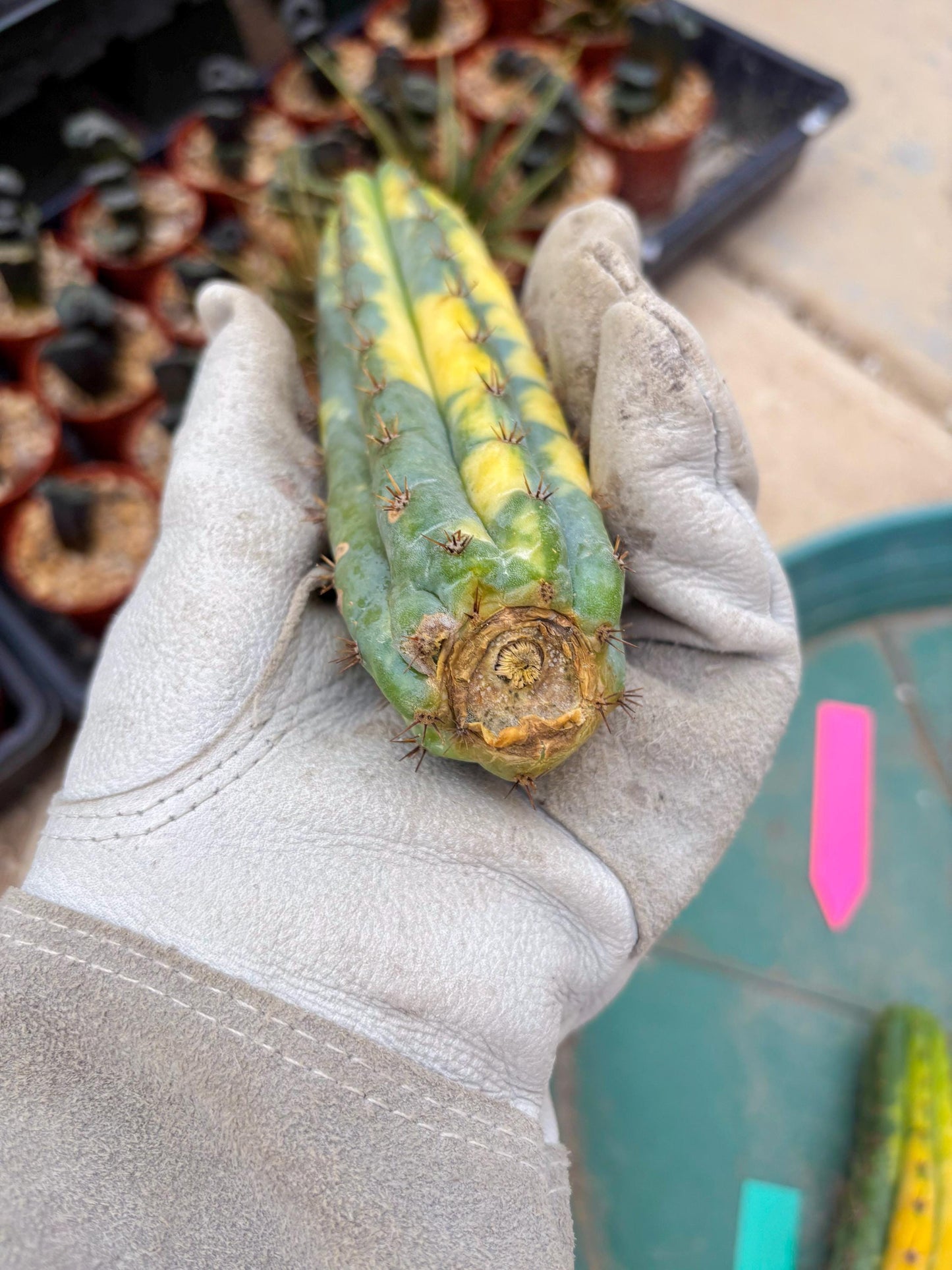 Variegated Cactus (Pink) | Can be used for Grafting