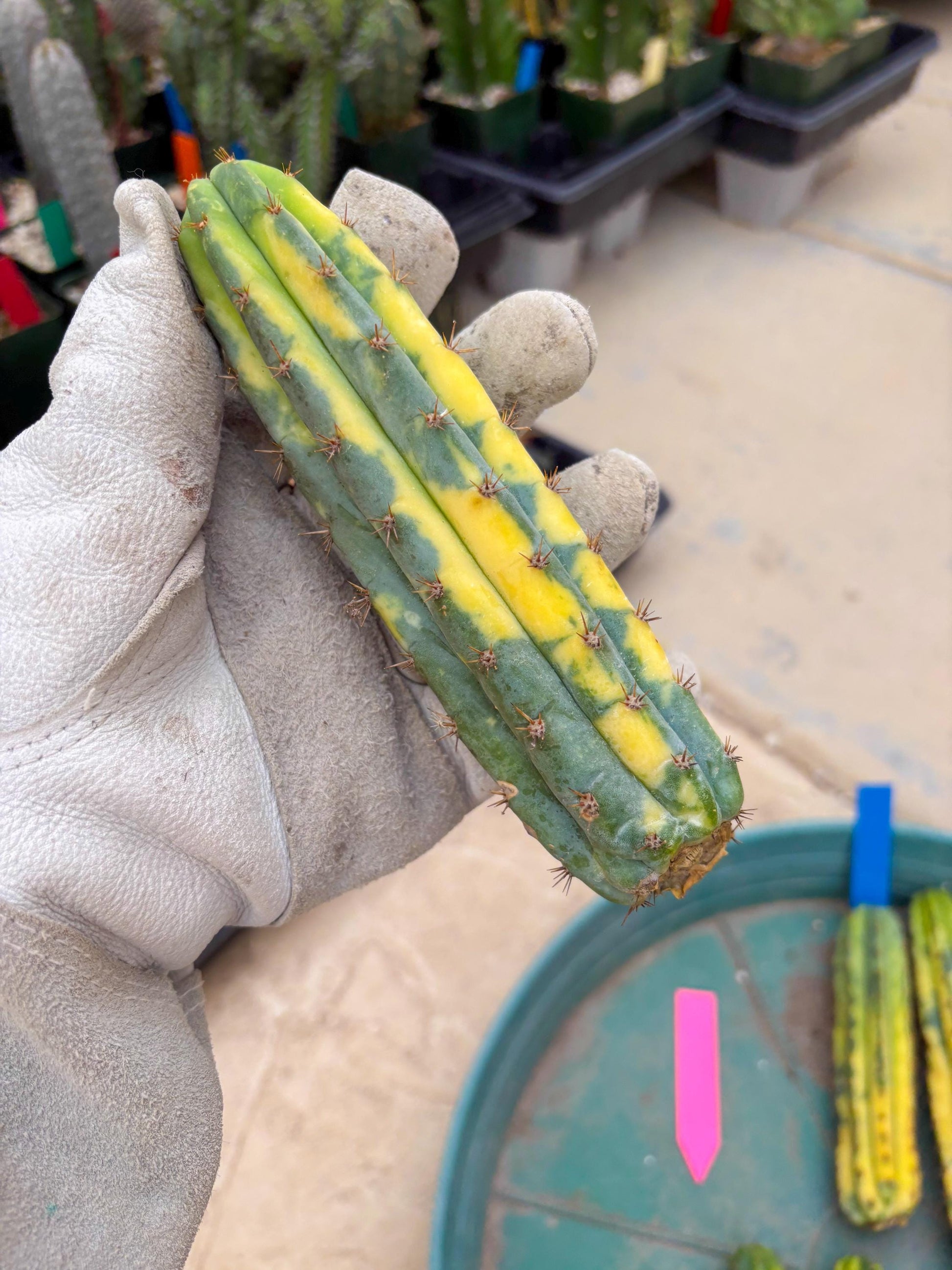 Variegated Cactus (Pink) | Can be used for Grafting