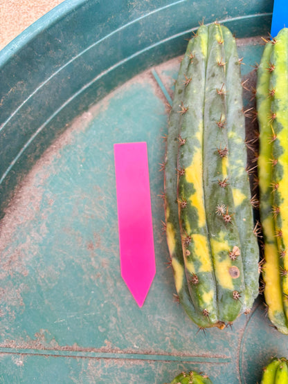 Variegated Cactus (Pink) | Can be used for Grafting