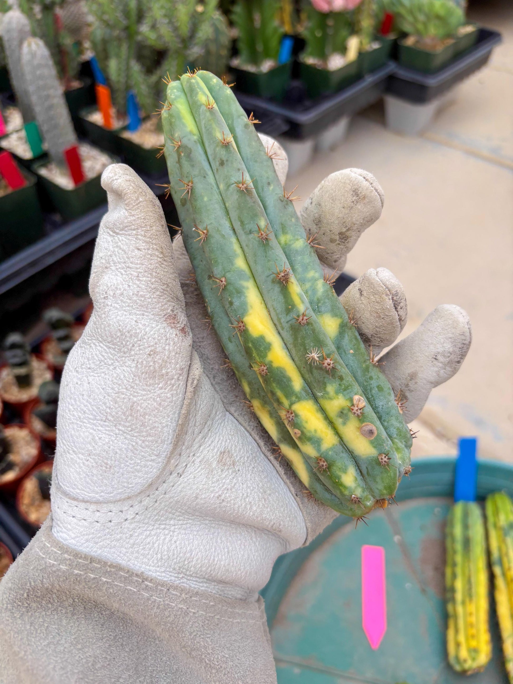Variegated Cactus (Pink) | Can be used for Grafting