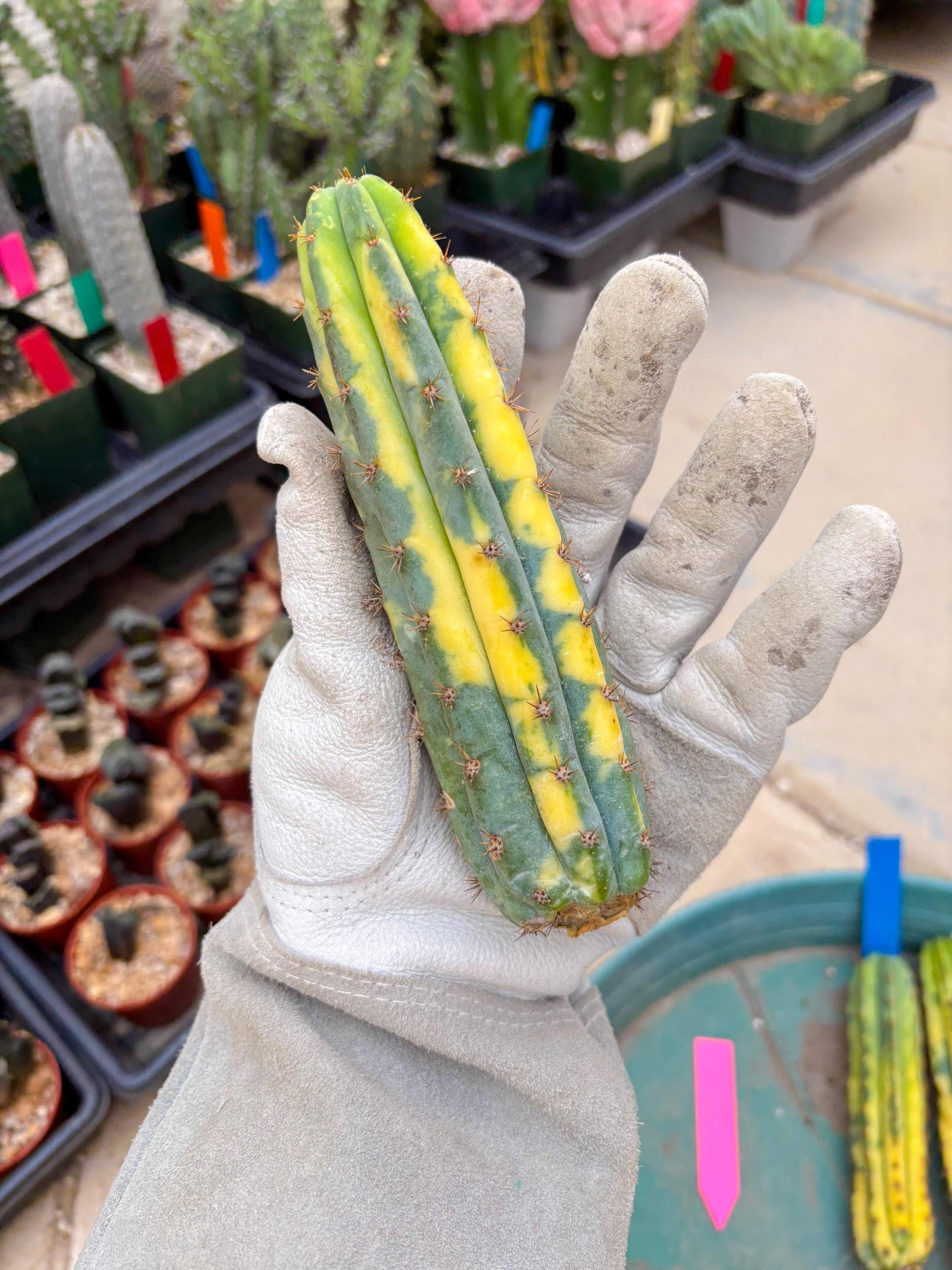 Variegated Cactus (Pink) | Can be used for Grafting