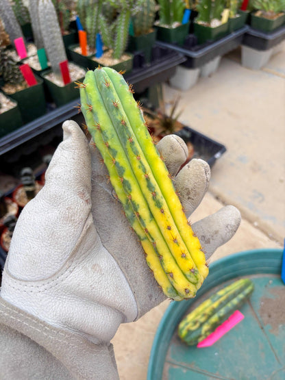 Variegated Cactus (BLUE) | Can be used for Grafting
