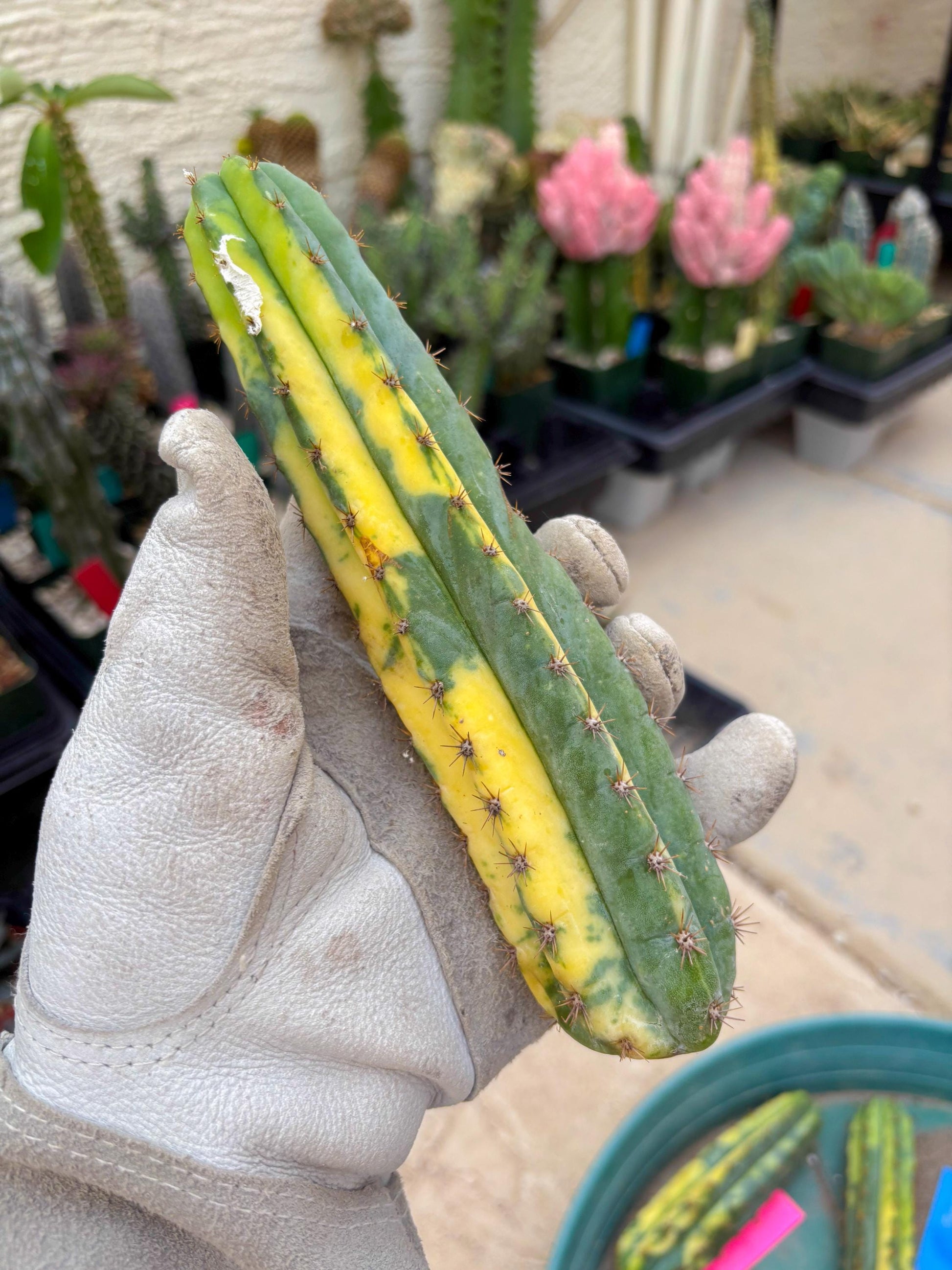 Variegated Cactus (Yellow) | Can be used for Grafting