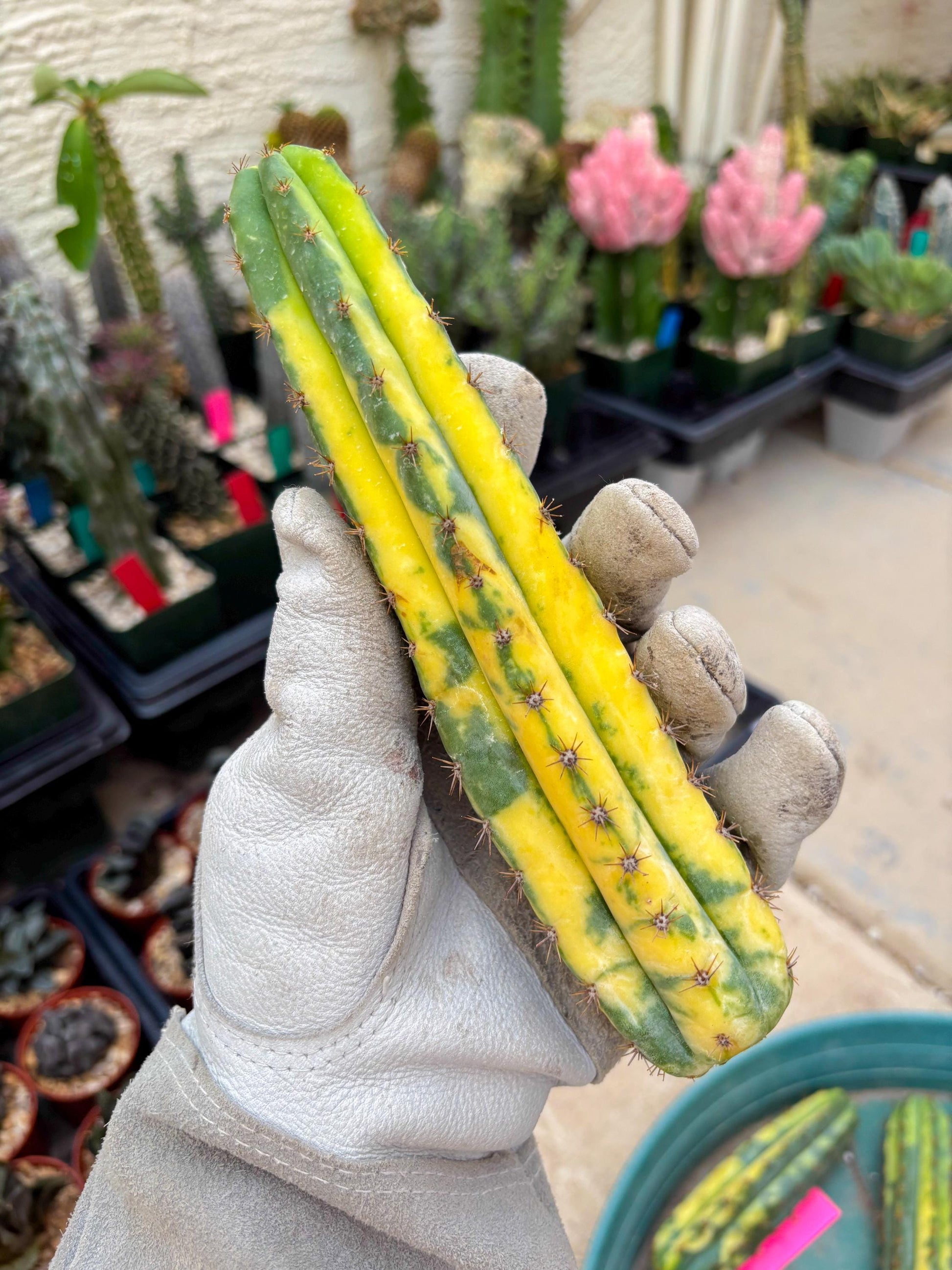 Variegated Cactus (Yellow) | Can be used for Grafting