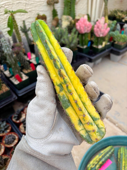 Variegated Cactus (Yellow) | Can be used for Grafting