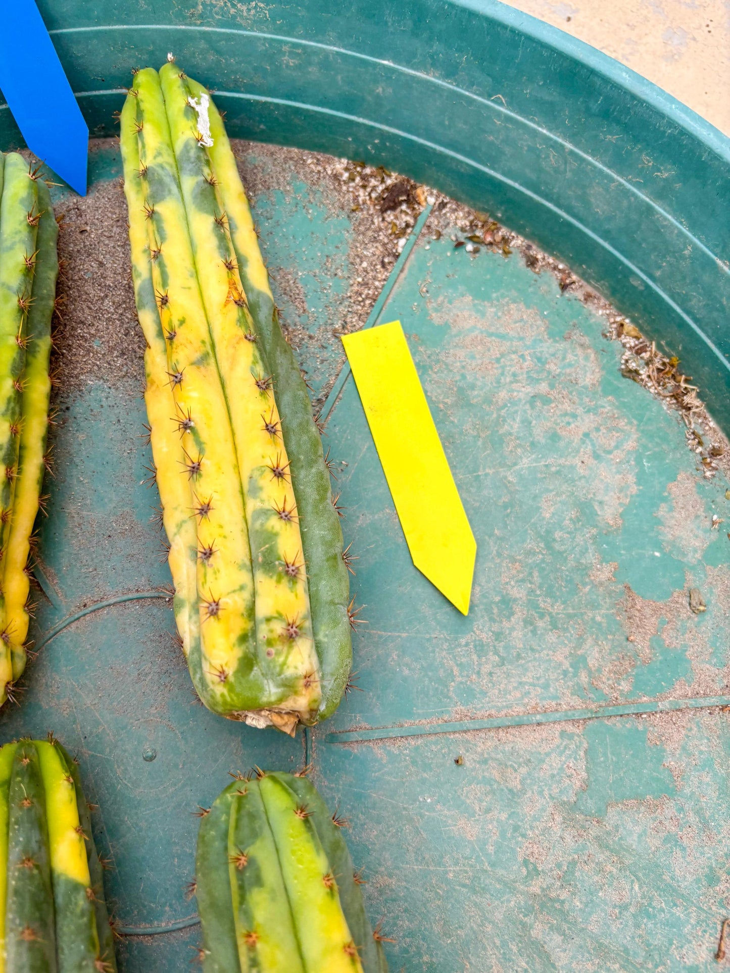Variegated Cactus (Yellow) | Can be used for Grafting