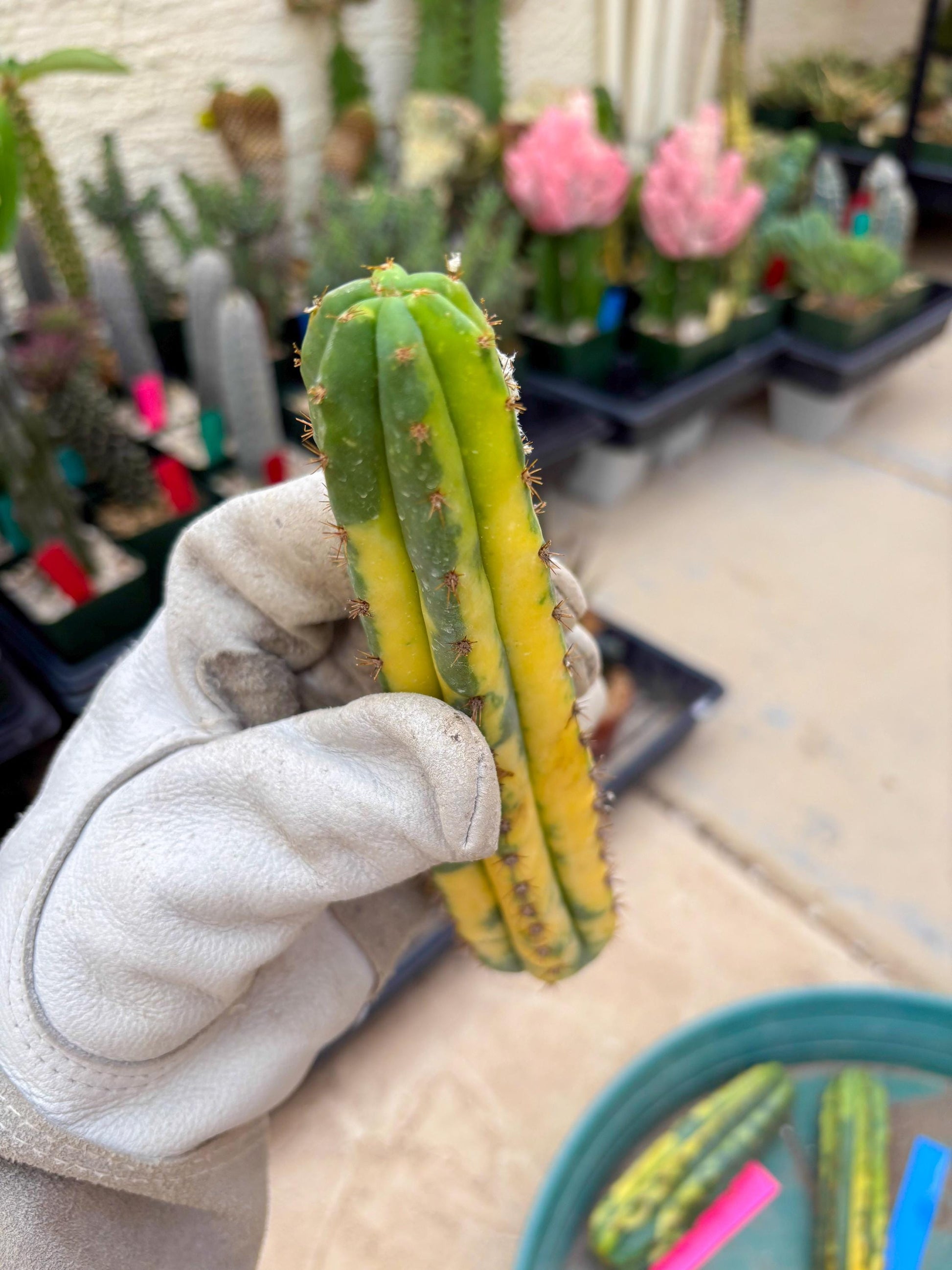 Variegated Cactus (Yellow) | Can be used for Grafting