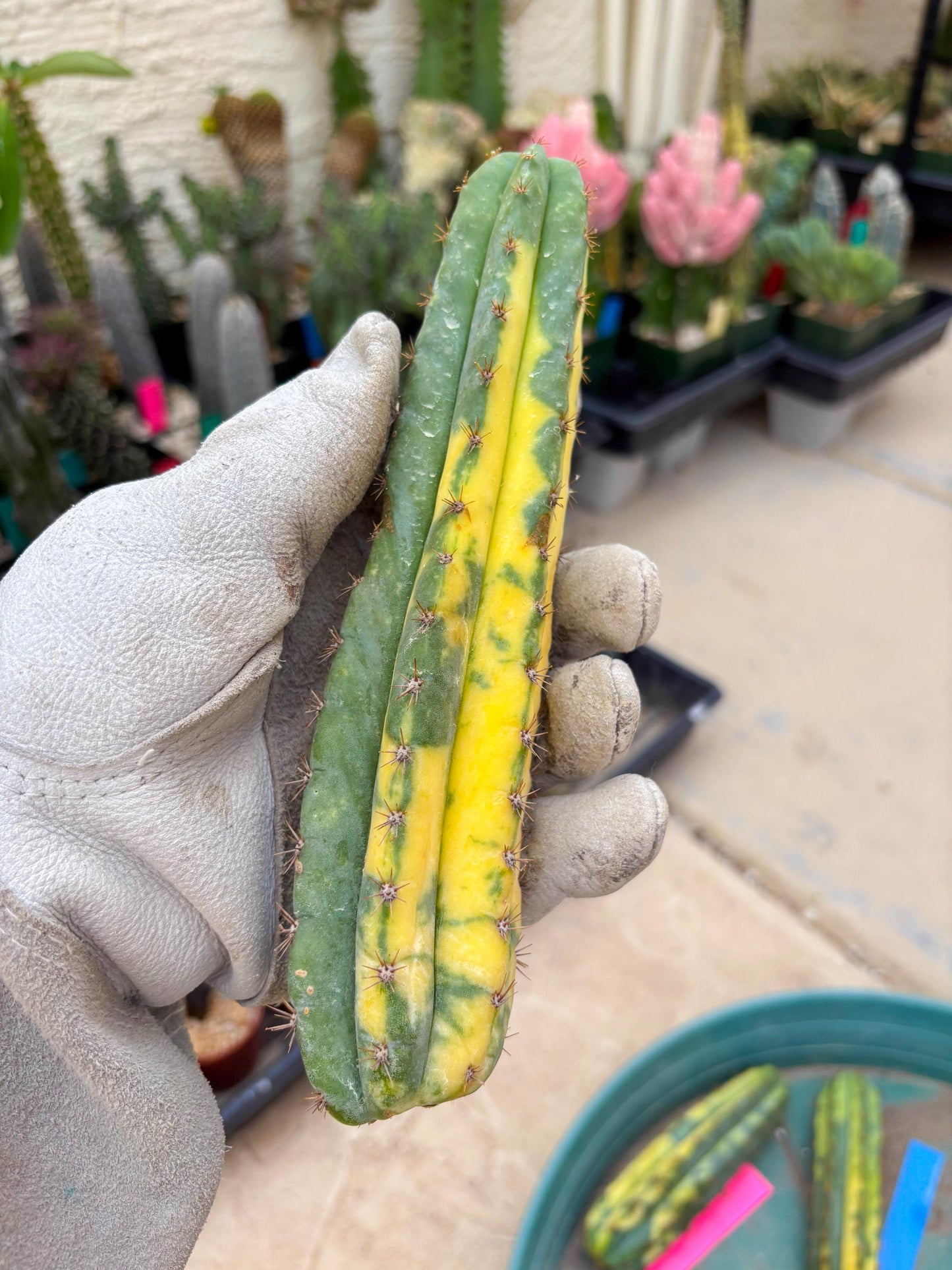 Variegated Cactus (Yellow) | Can be used for Grafting