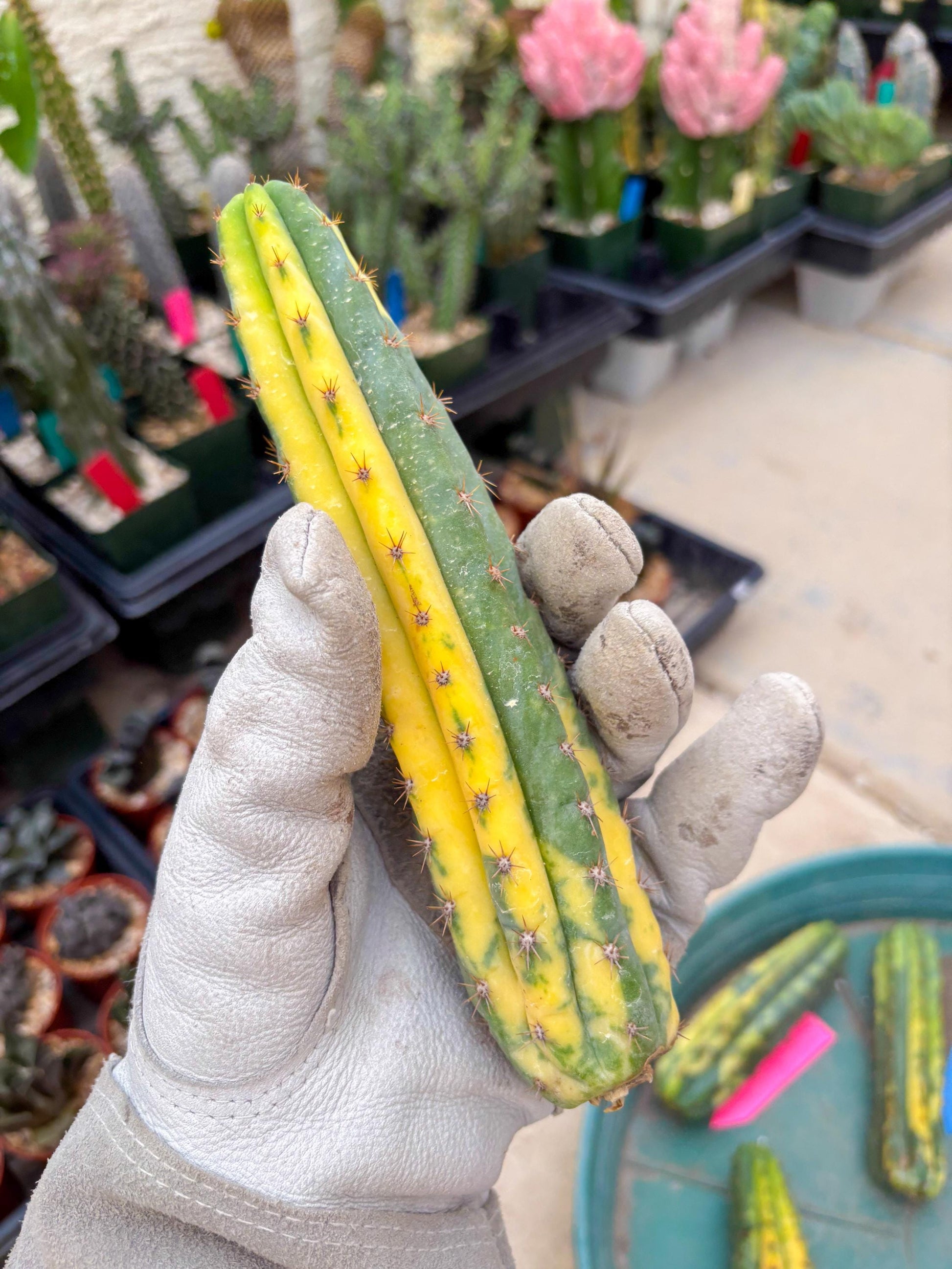 Variegated Cactus (RED) | Can be used for Grafting