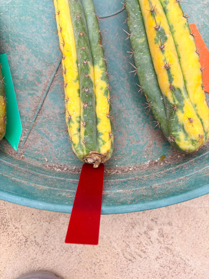 Variegated Cactus (RED) | Can be used for Grafting