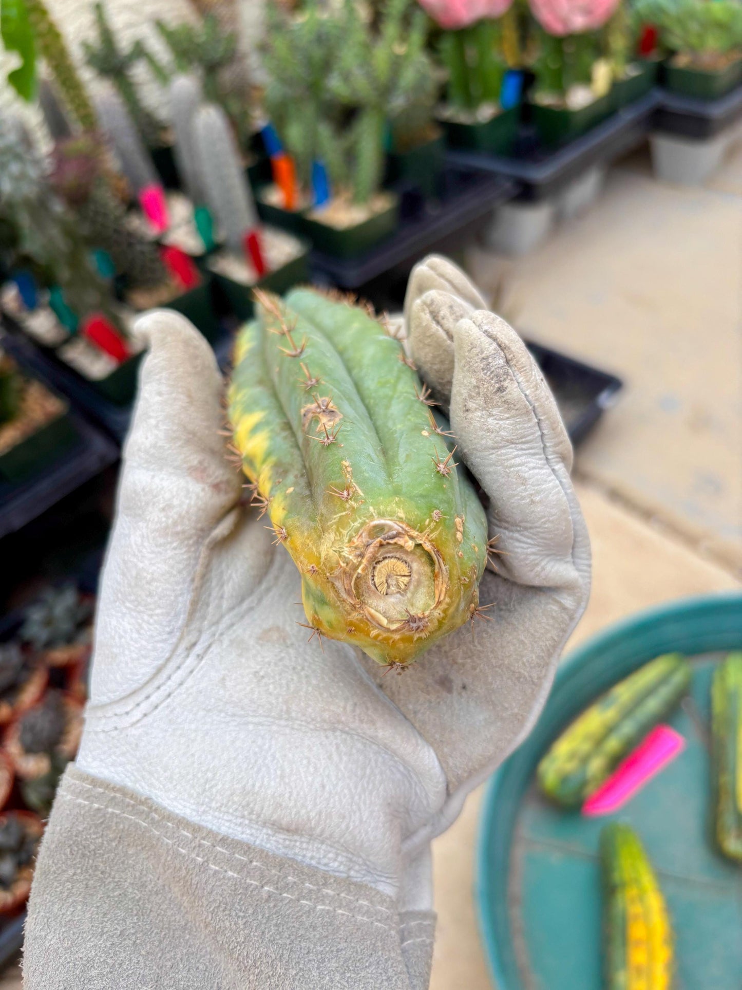 Variegated Cactus (Orange) | Can be used for Grafting