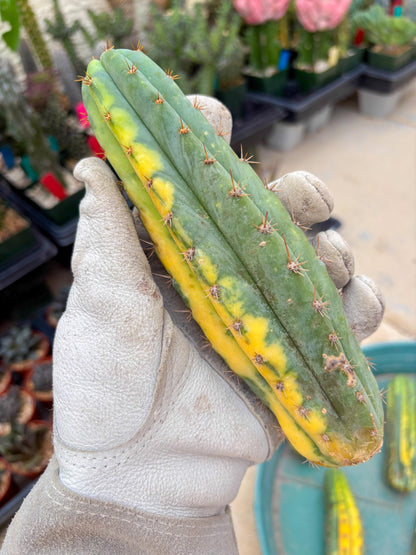 Variegated Cactus (Orange) | Can be used for Grafting