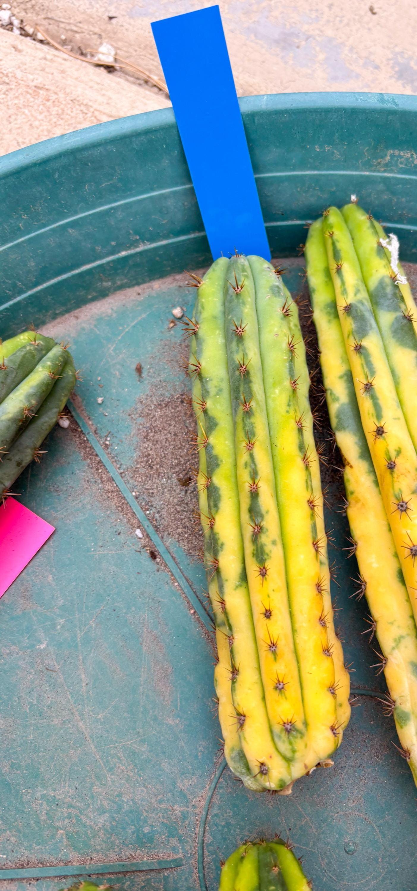 Variegated Cactus (BLUE) | Can be used for Grafting