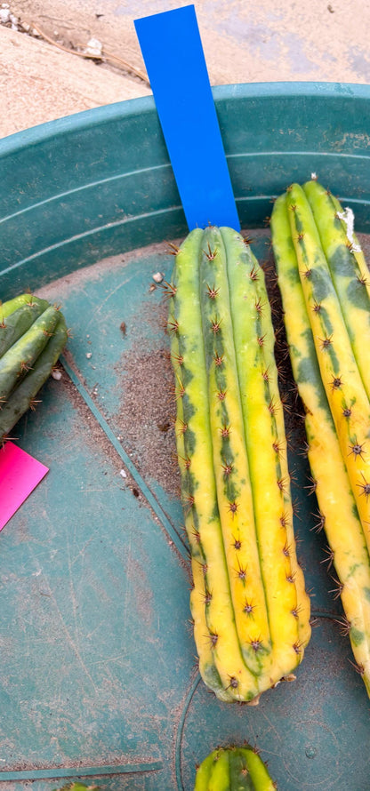 Variegated Cactus (BLUE) | Can be used for Grafting