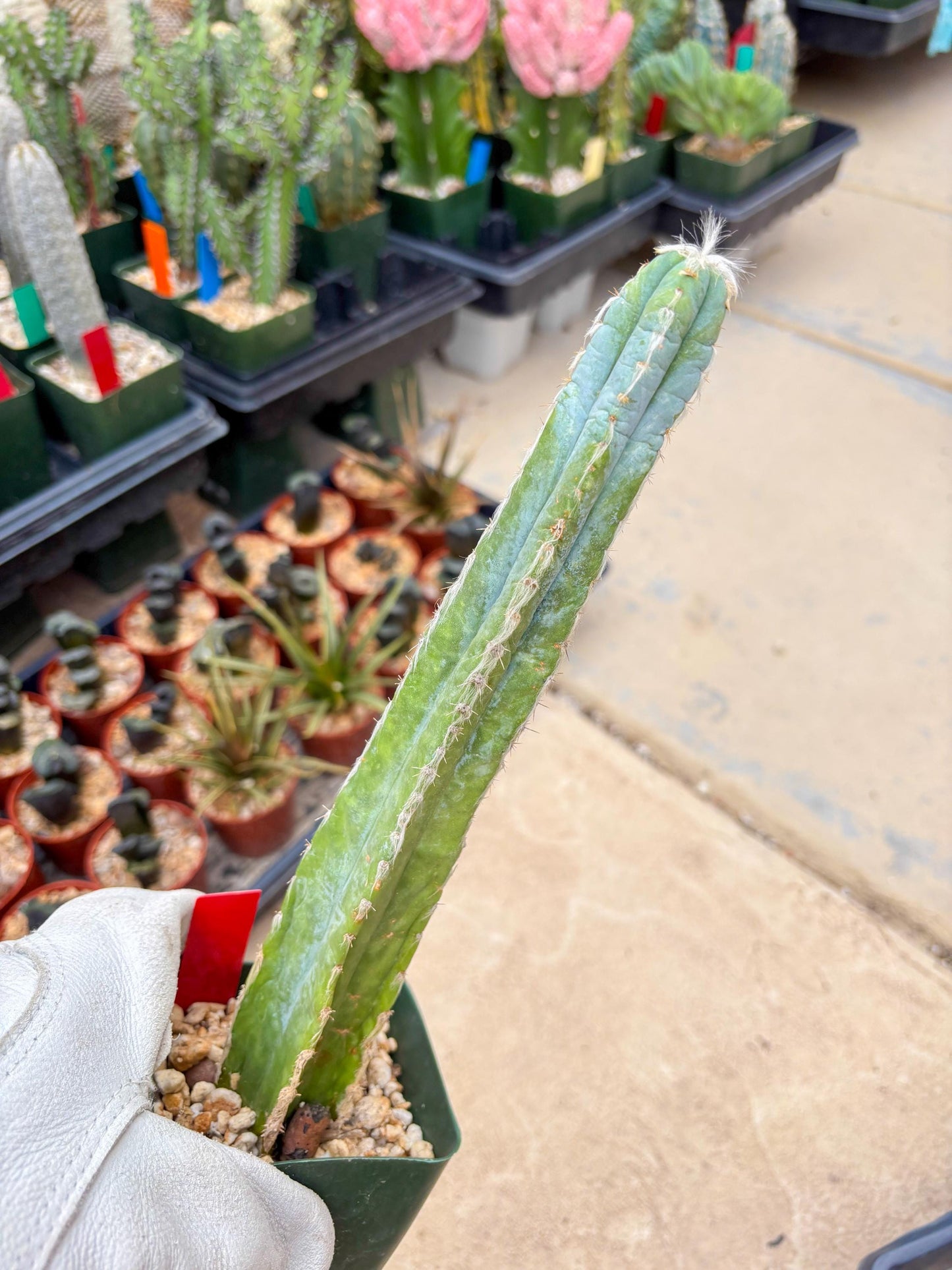 Pilosocereus Pachycladus | Imported Cactus
