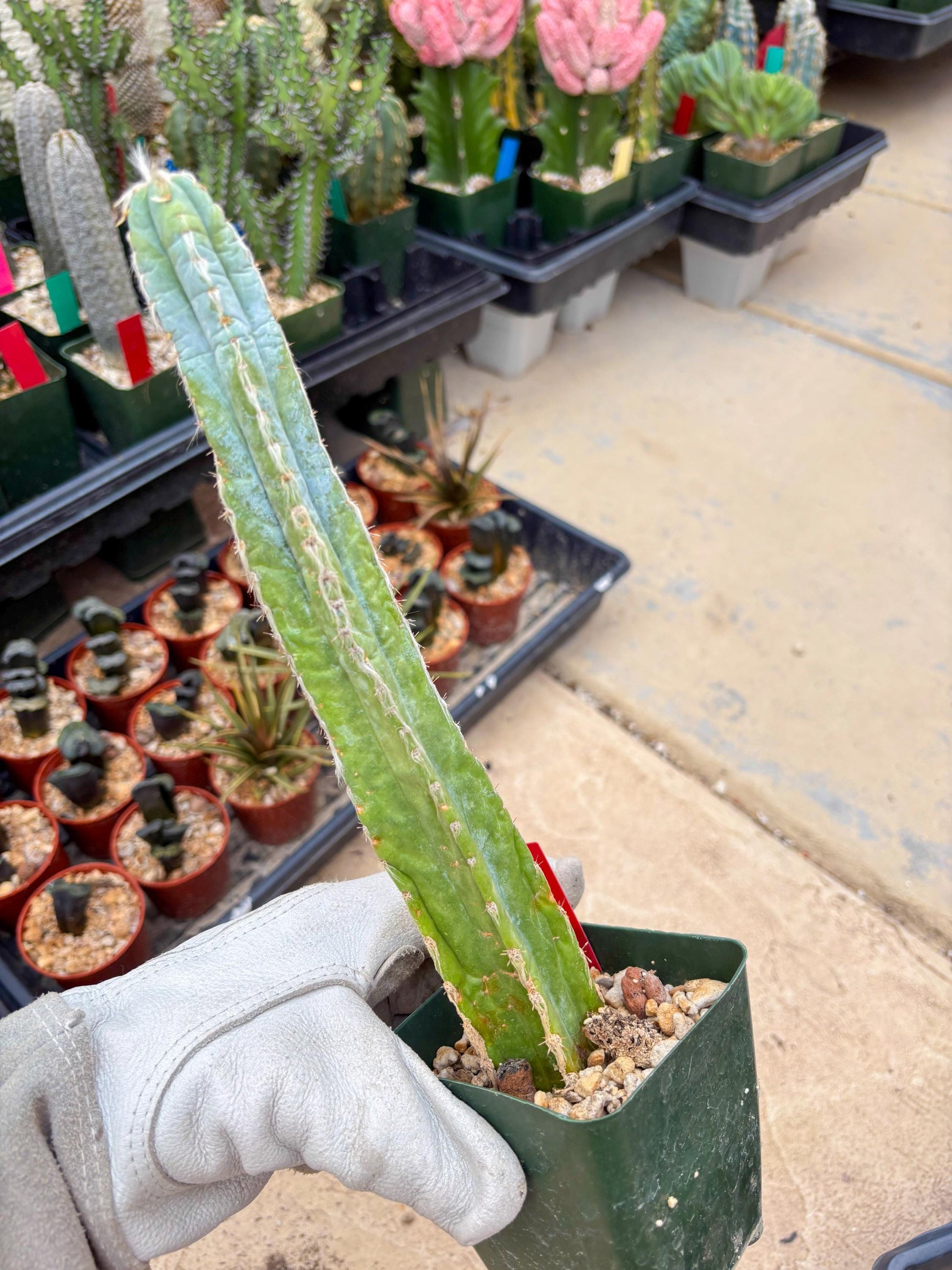 Pilosocereus Pachycladus | Imported Cactus