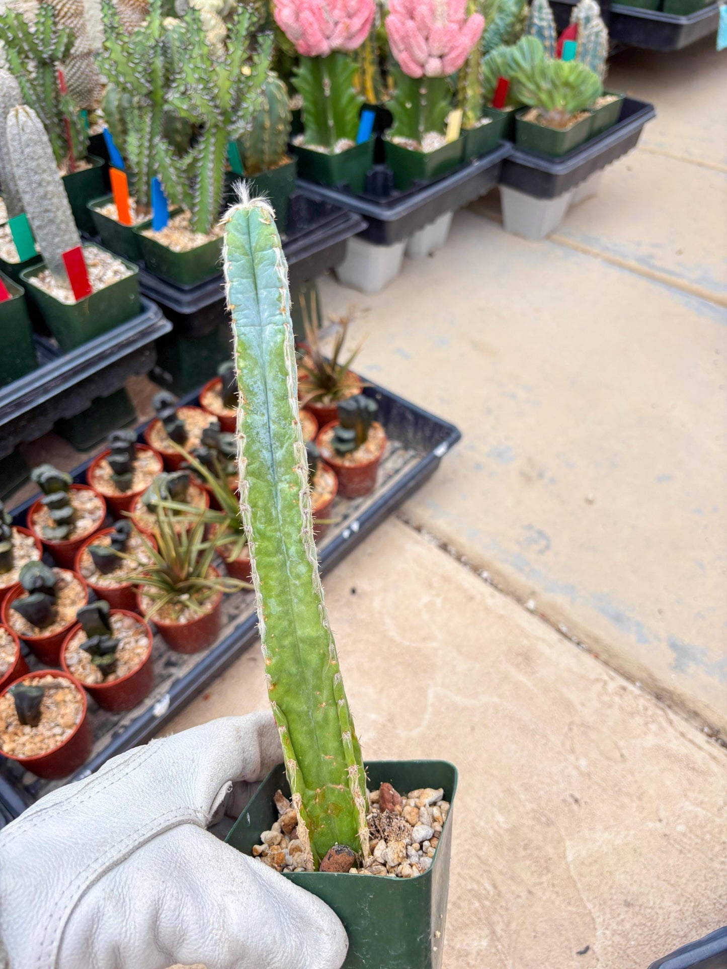 Pilosocereus Pachycladus | Imported Cactus