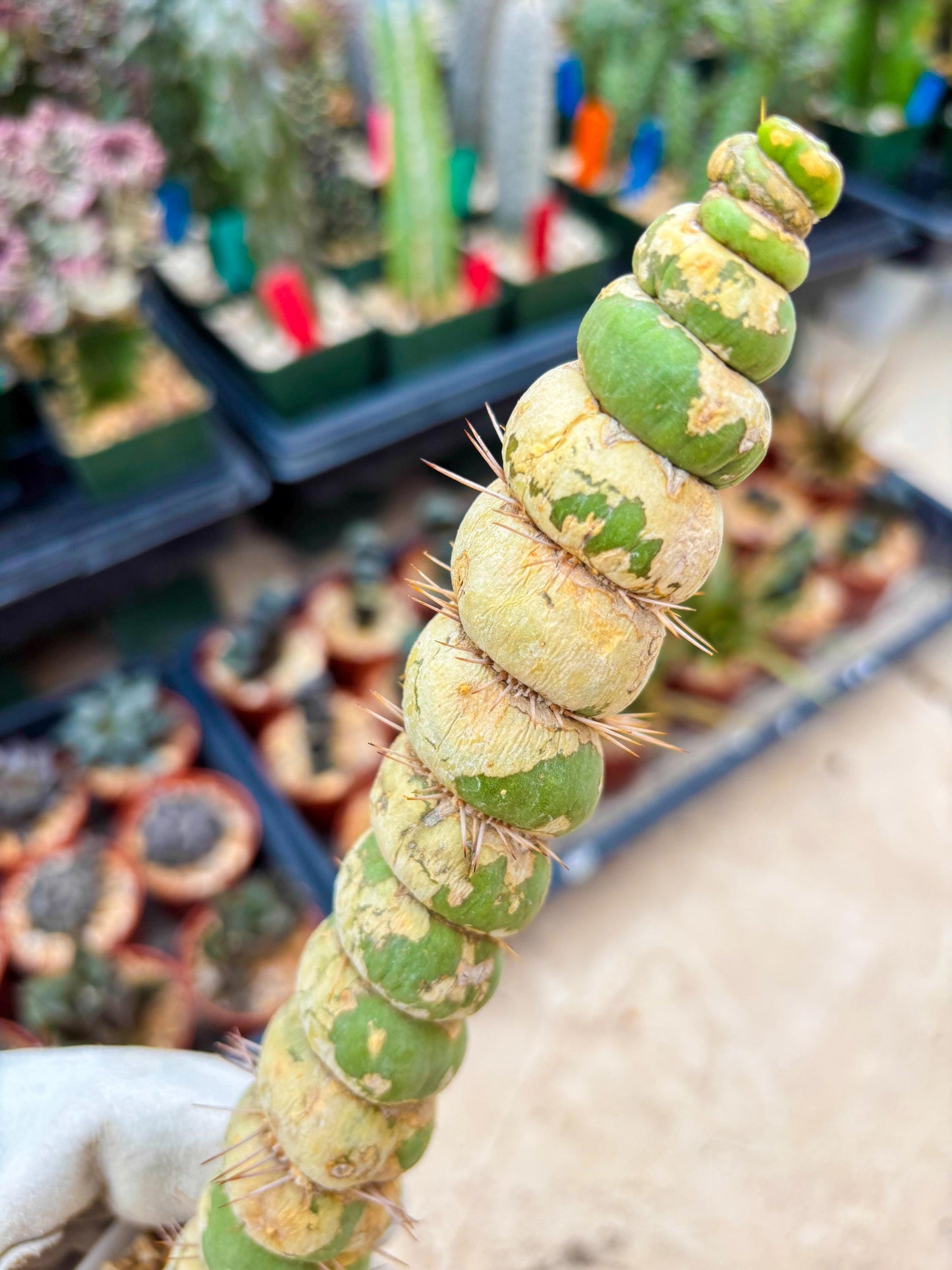 Unicorn Cactus (Green) | Discounted | For Grafting Purpose