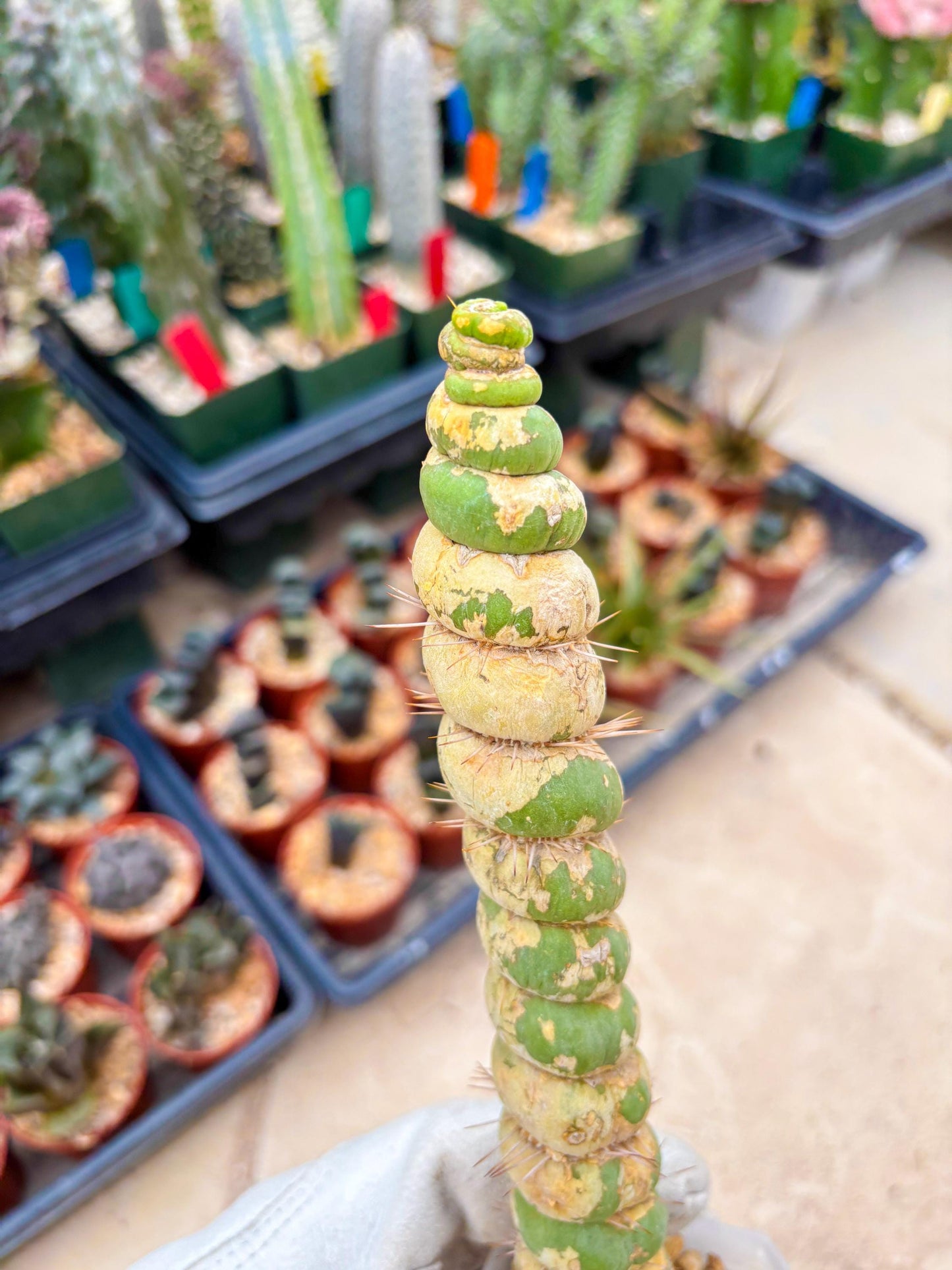 Unicorn Cactus (Green) | Discounted | For Grafting Purpose
