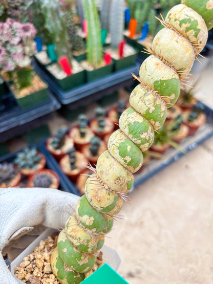 Unicorn Cactus (Green) | Discounted | For Grafting Purpose