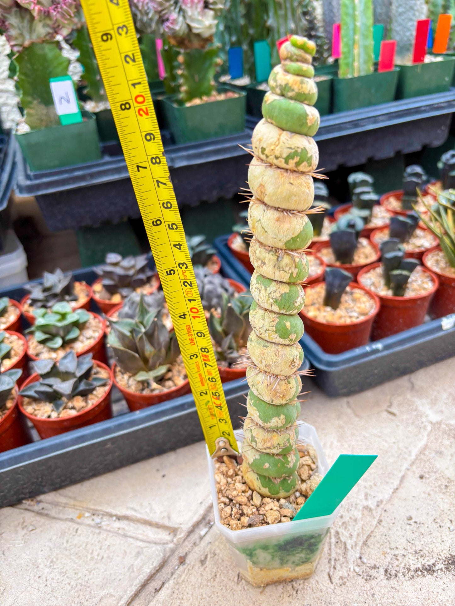 Unicorn Cactus (Green) | Discounted | For Grafting Purpose