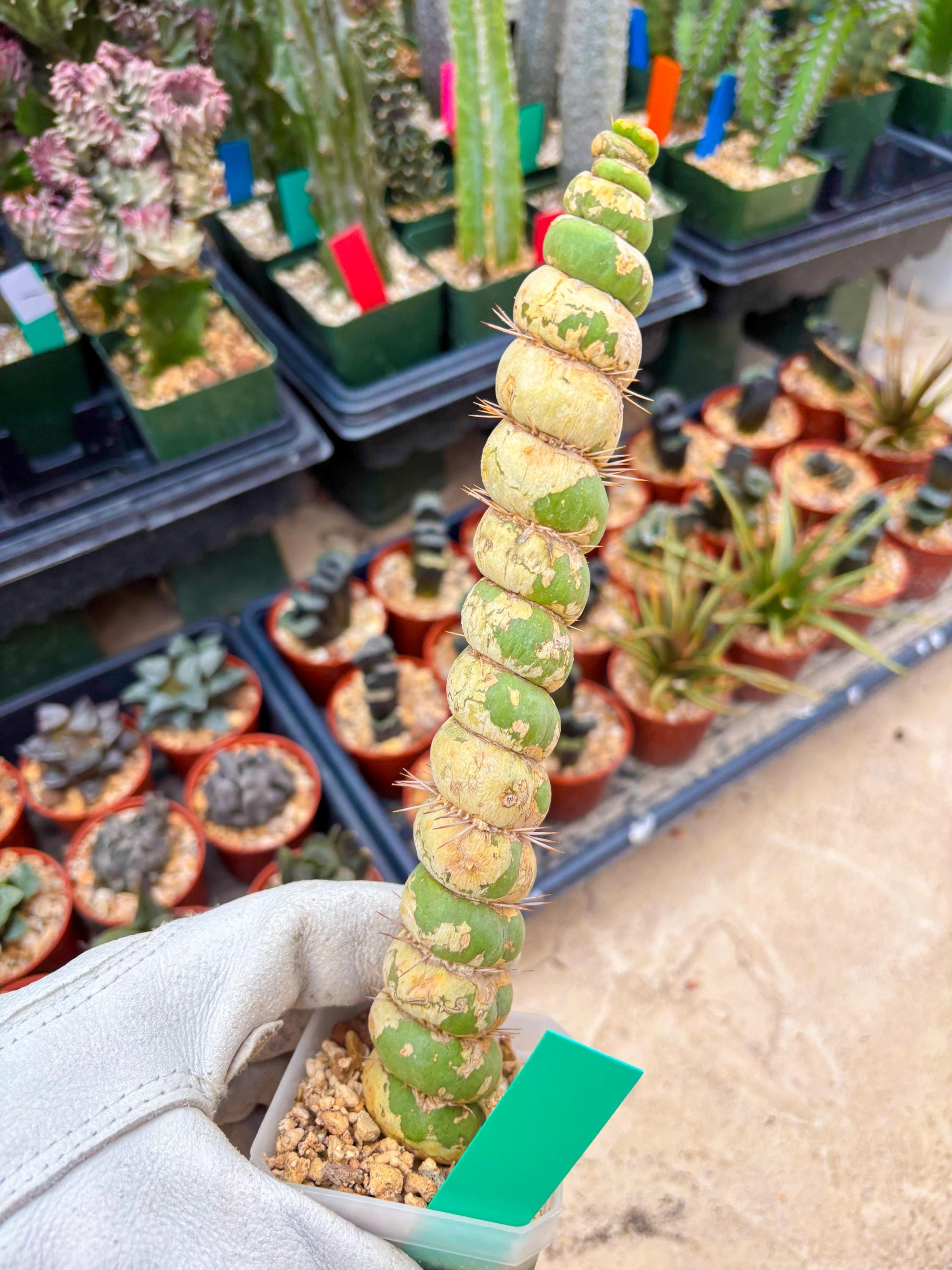 Unicorn Cactus (Green) | Discounted | For Grafting Purpose