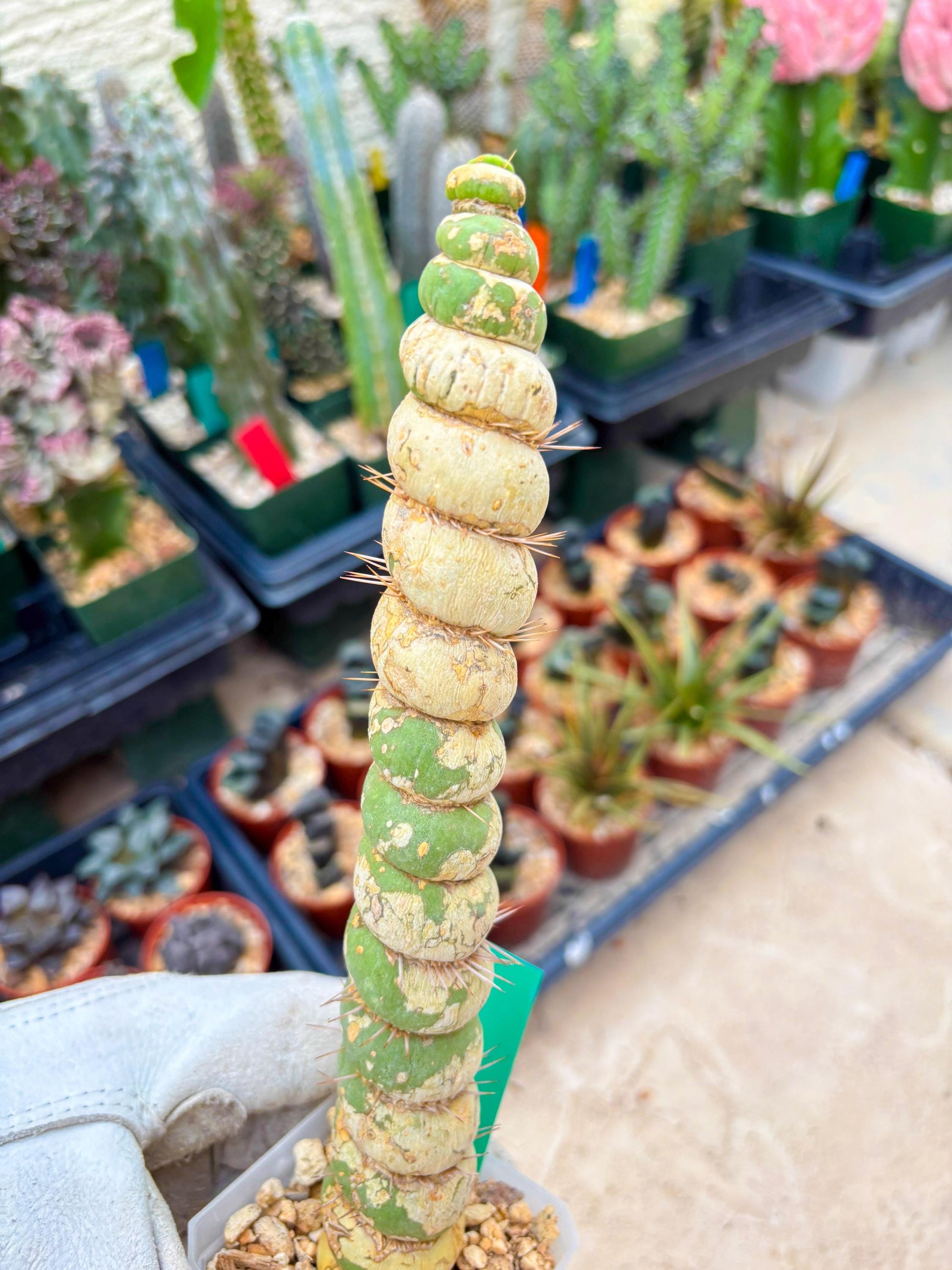 Unicorn Cactus (Green) | Discounted | For Grafting Purpose