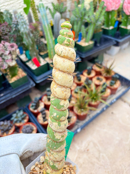 Unicorn Cactus (Green) | Discounted | For Grafting Purpose