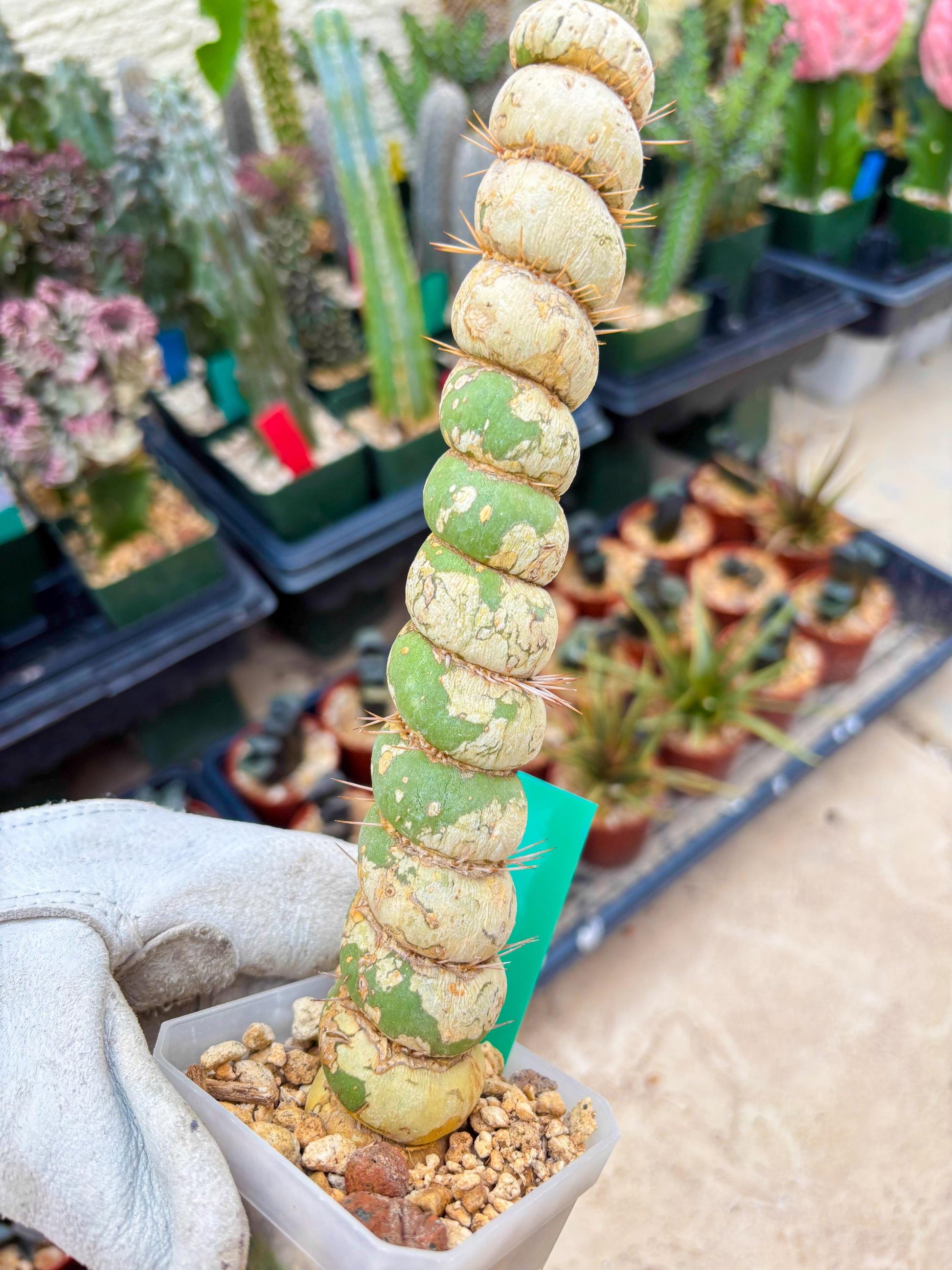 Unicorn Cactus (Green) | Discounted | For Grafting Purpose