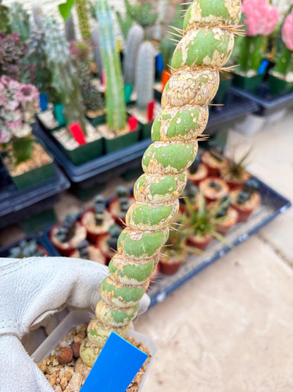 Unicorn Cactus (Blue) | Discounted | For Grafting Purpose